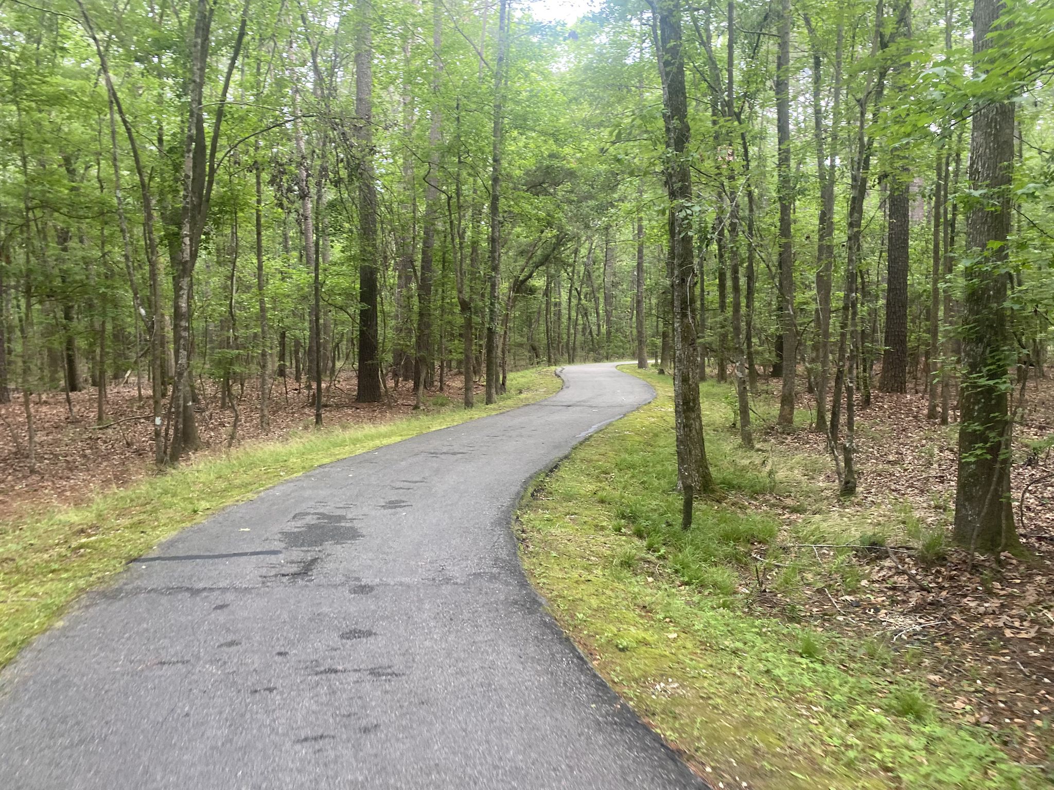 A winding paved path through a dense green forest on a bright day. - Wannamaker Peach, Purple, Green Loop