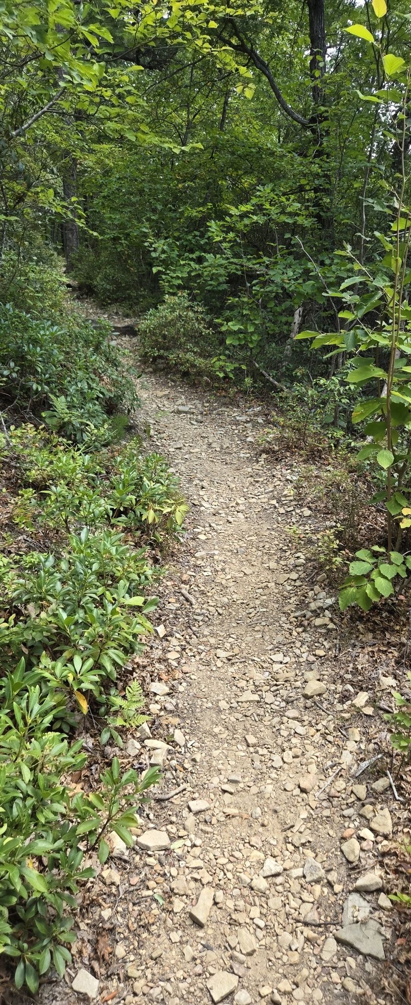 A narrow, rocky dirt path winding through a dense green forest. - Slacks Overlook Trail loop from South River Number 27 Dam