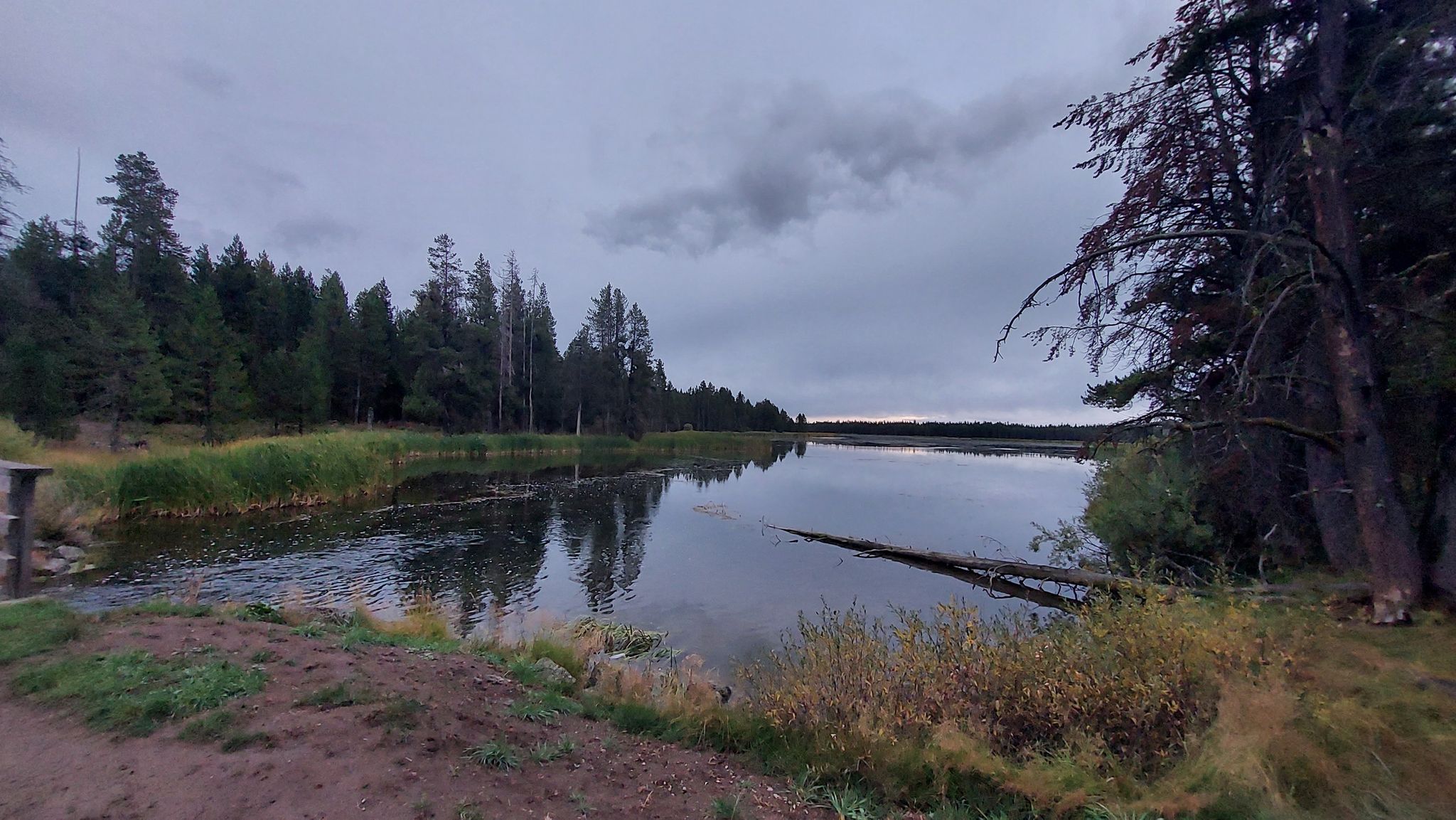 Calm lake reflecting overcast sky, surrounded by dense pine forest and grassy banks. - Silver Lake loop from Thurman Creek
