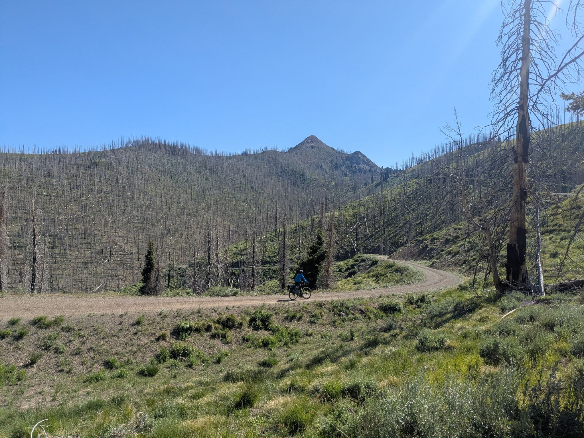 Cyclist on a dirt road through a sunny, mountainous landscape with dead trees. - Dollarhide Summit