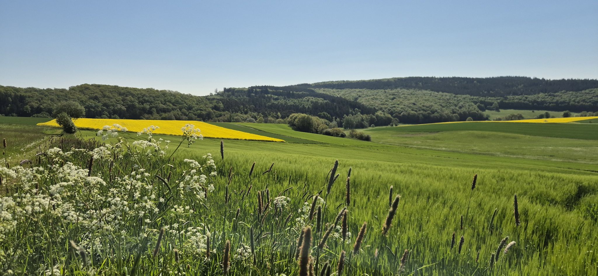 Hunsrück im Frühling