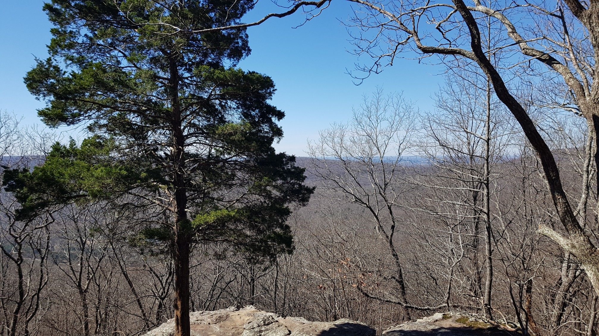 A lone evergreen tree stands on a rocky cliff overlooking a vast winter forest. - South Plateau Loop