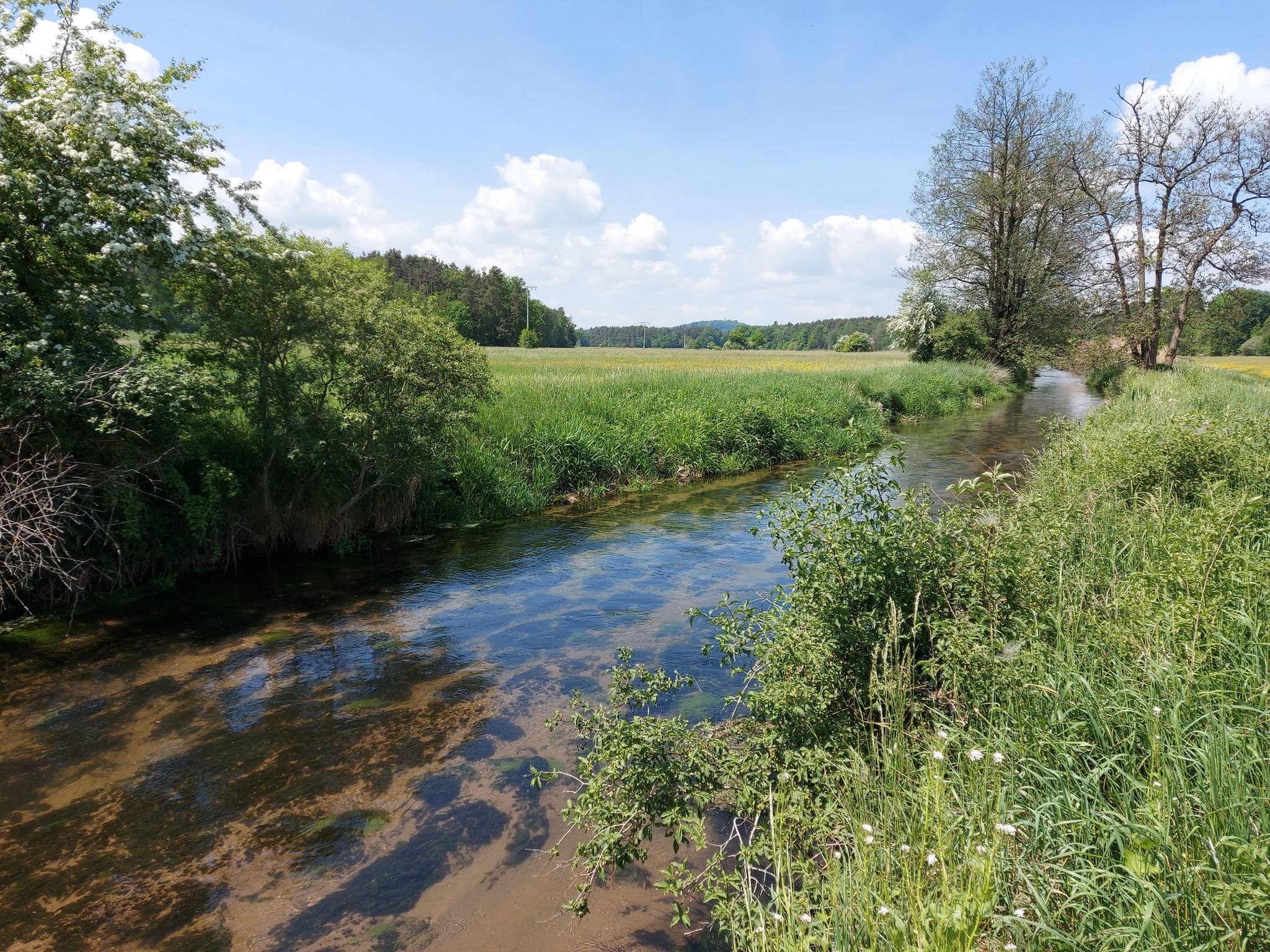 Der Rosenbach