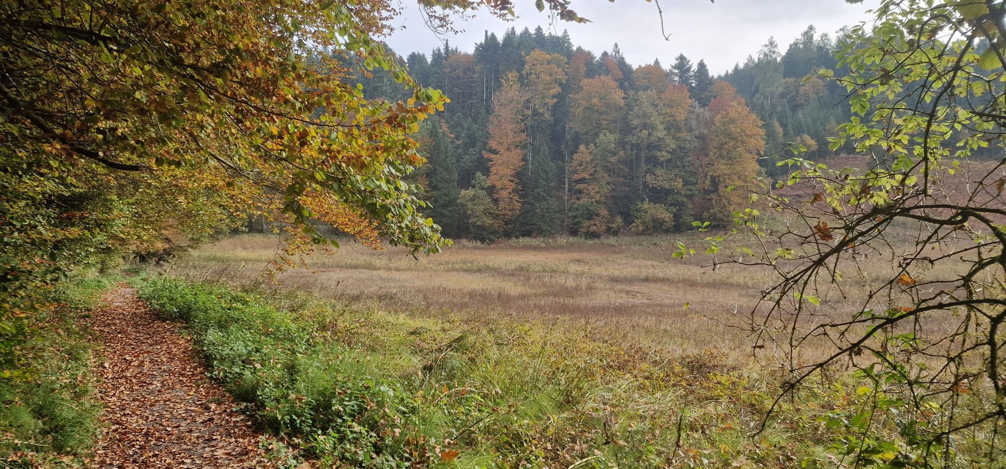 Noch immer Weiherried
