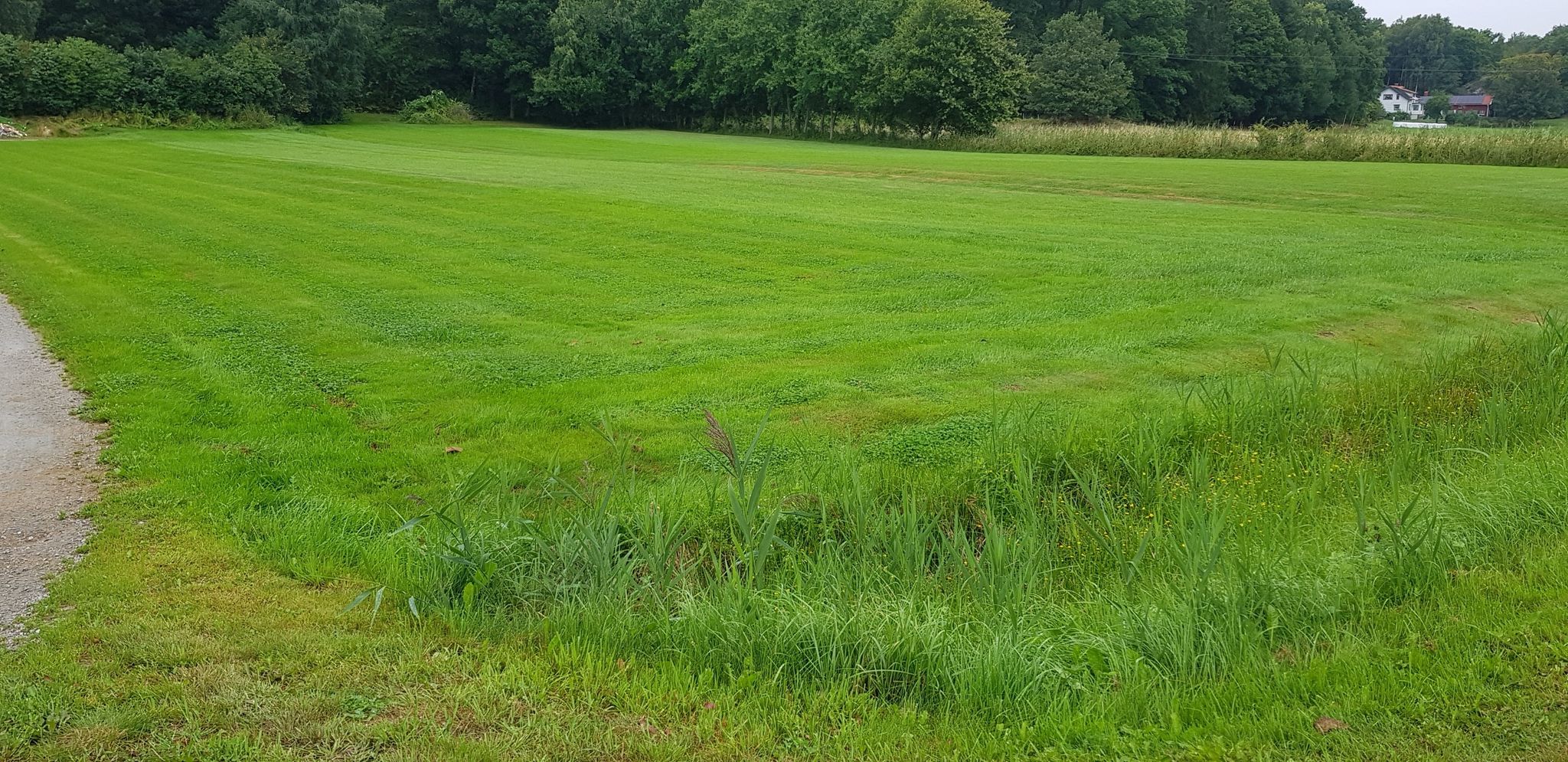 hier ist der Rasen noch grün