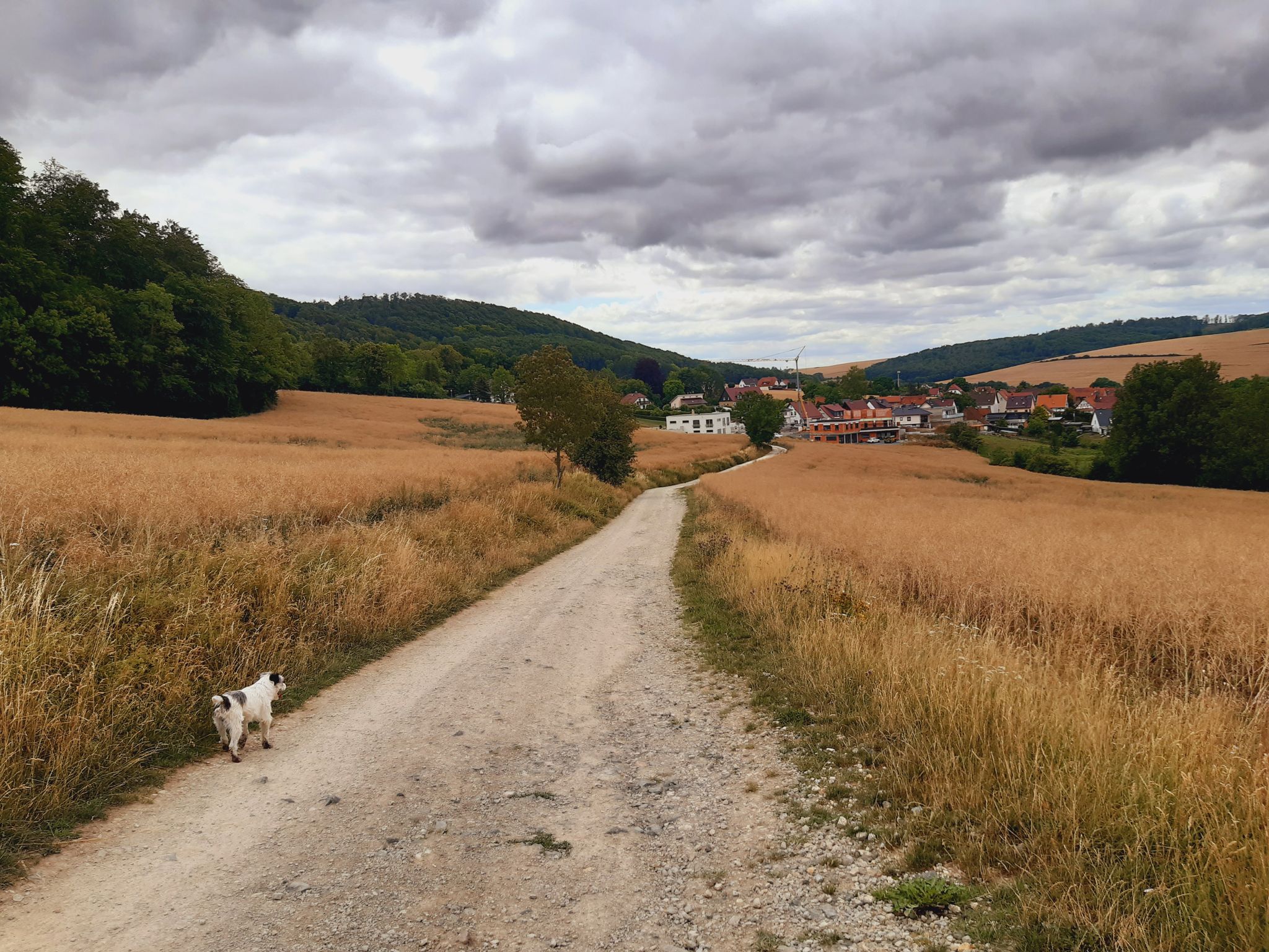 Ein Weg zwischen Getreidefeldern führt nach Wintzingerode.