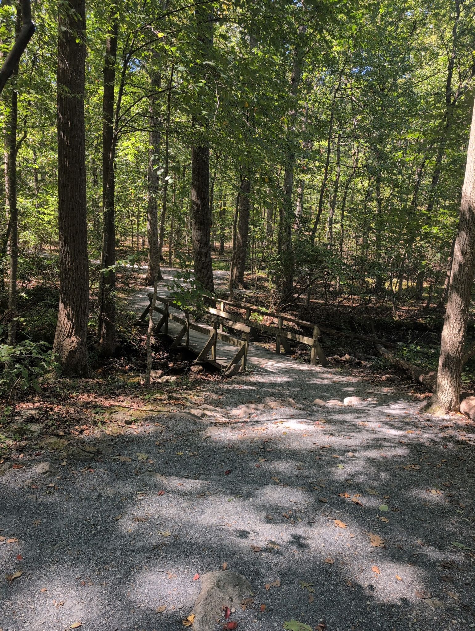 Shady forest path leads to a small wooden bridge over a stream. - Greenbrier Lake loop from Greenbrier State Park