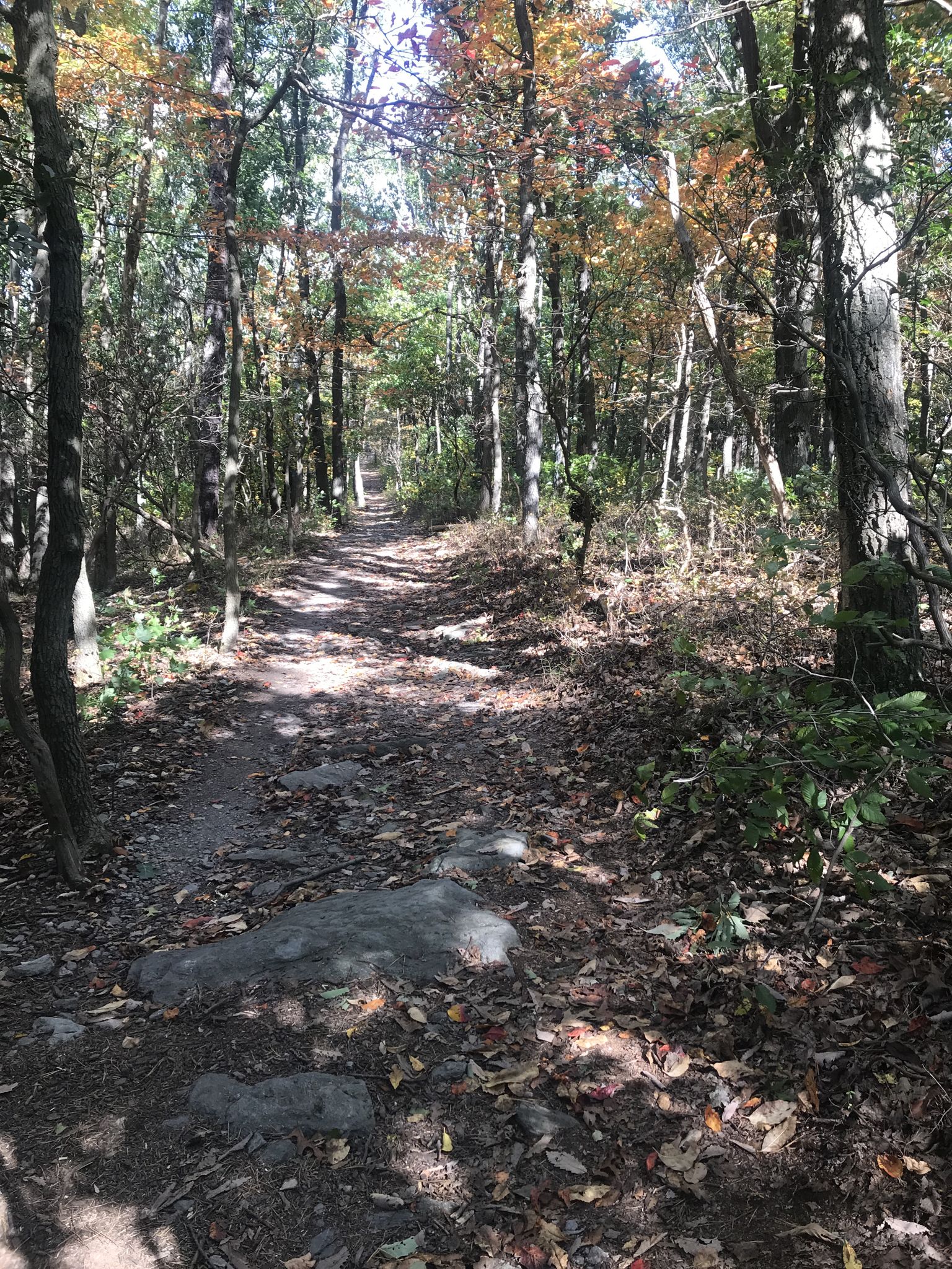 A winding forest path covered in autumn leaves, surrounded by trees. - Thurmont Vista Loop Trail