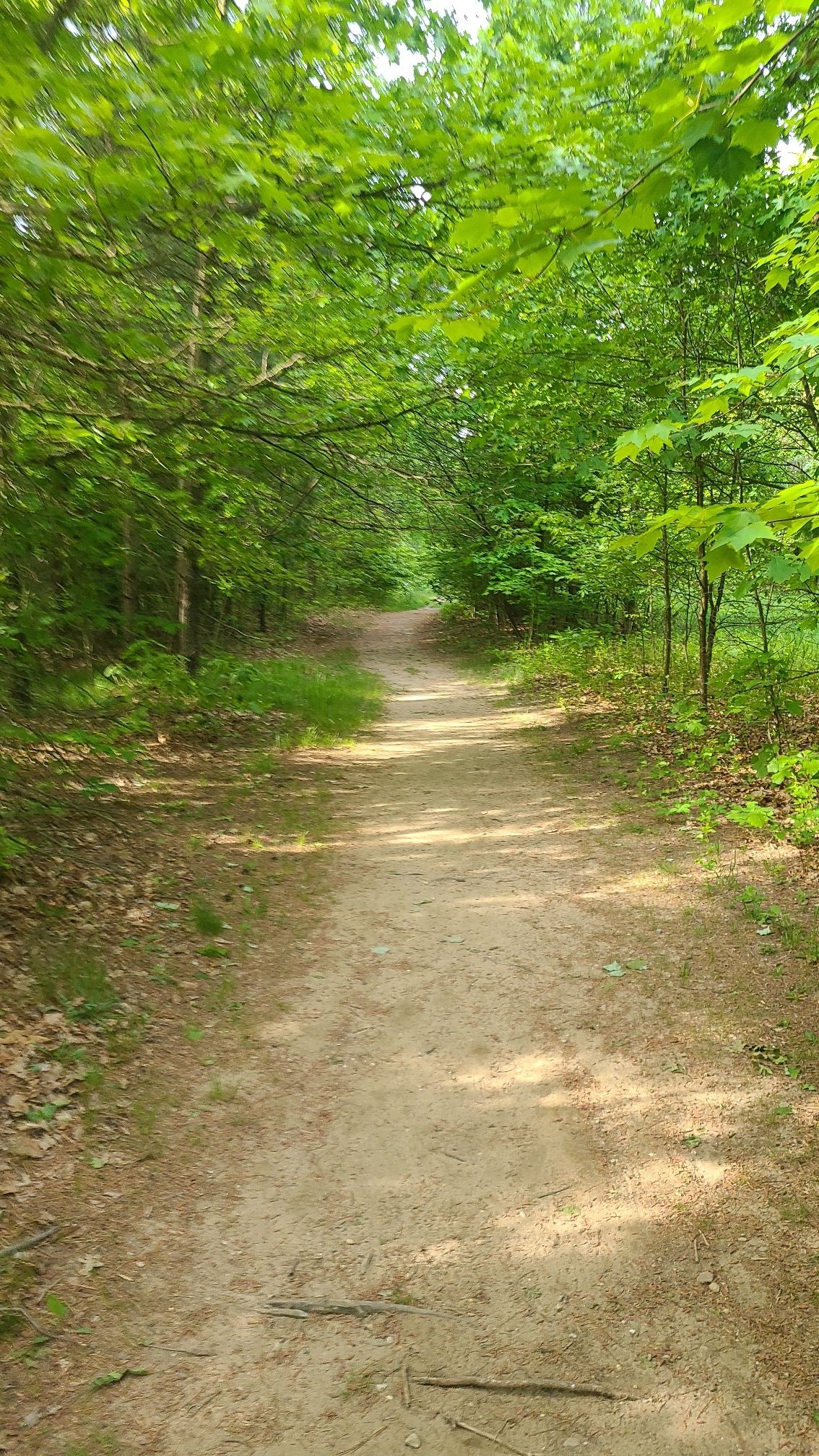 Dirt path winding through a dense green forest with dappled sunlight. - Kalamazoo and Portage loop