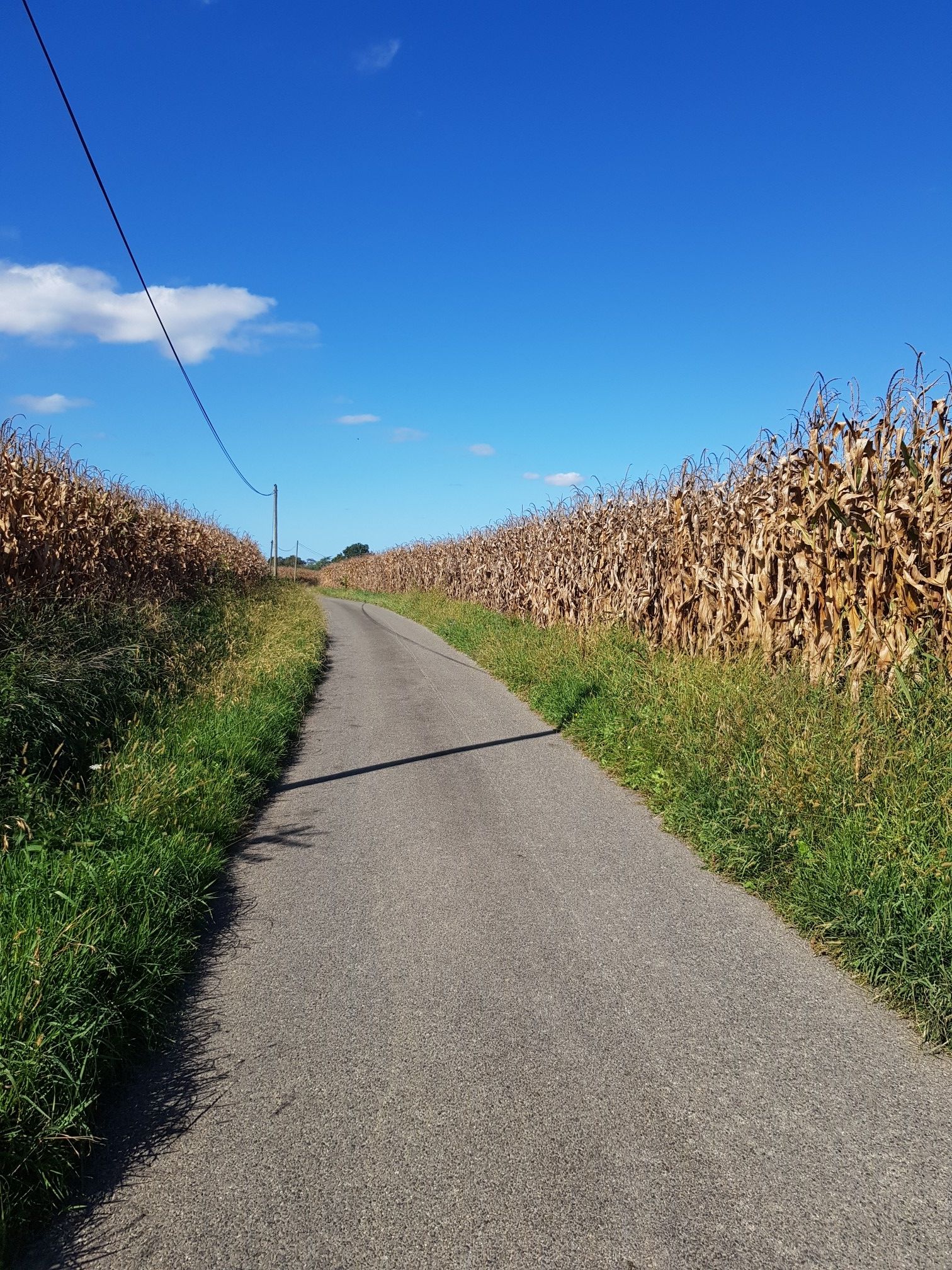 Vous connaissez l'avenue des maïs 🤪 ?