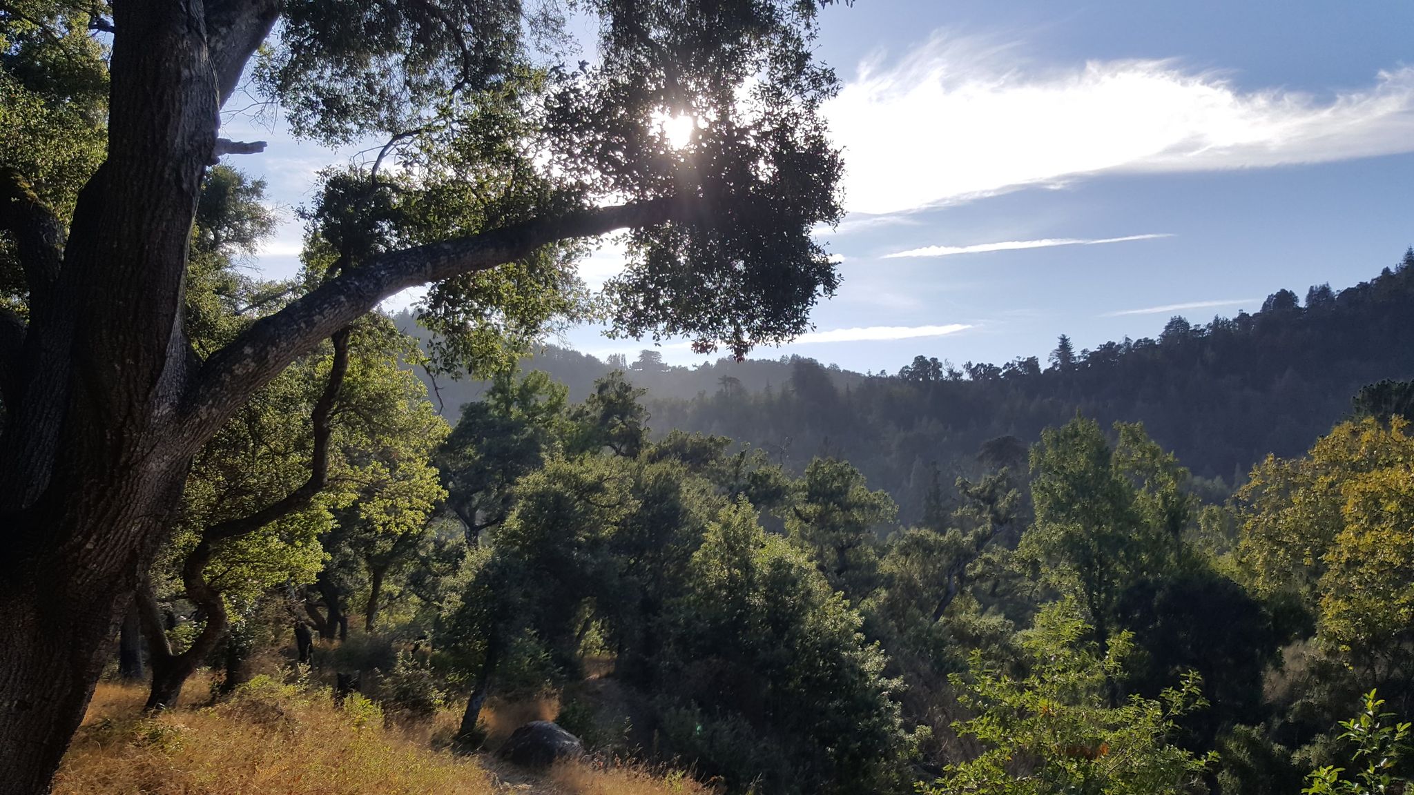 Sun shines through a tree over a person in a hilly forest. - Pfeiffer Big Sur Campground Walk