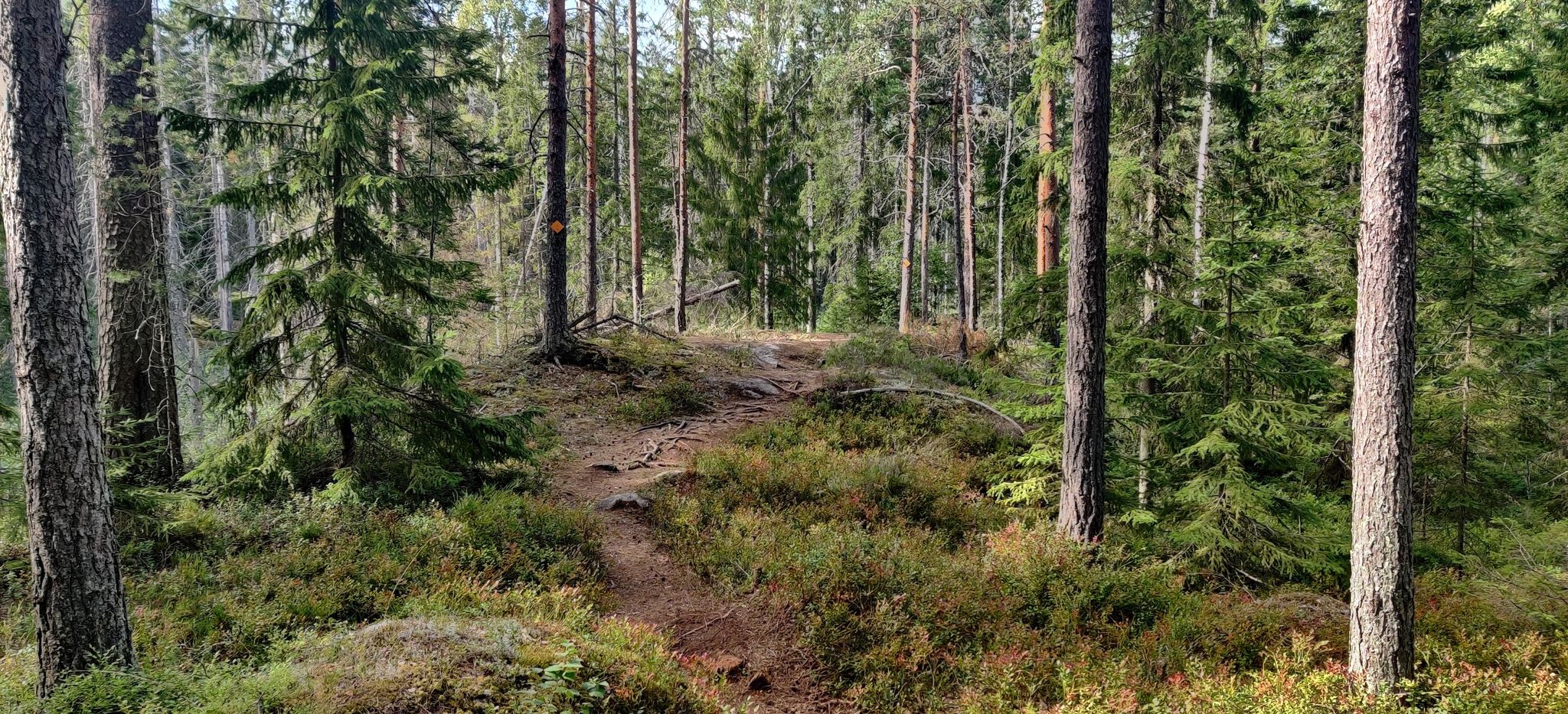 Knuters round is 3,8 km long and is on official map. Very nice and easy.