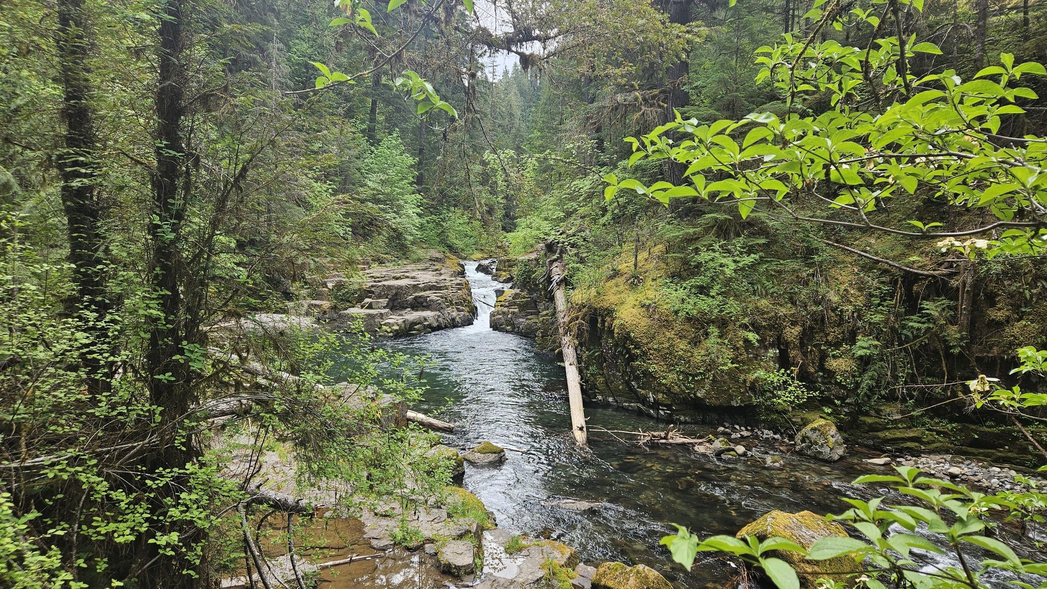 A clear river flows through a vibrant green, mossy forest under diffused light. - Brice Creek and Crawfish loop