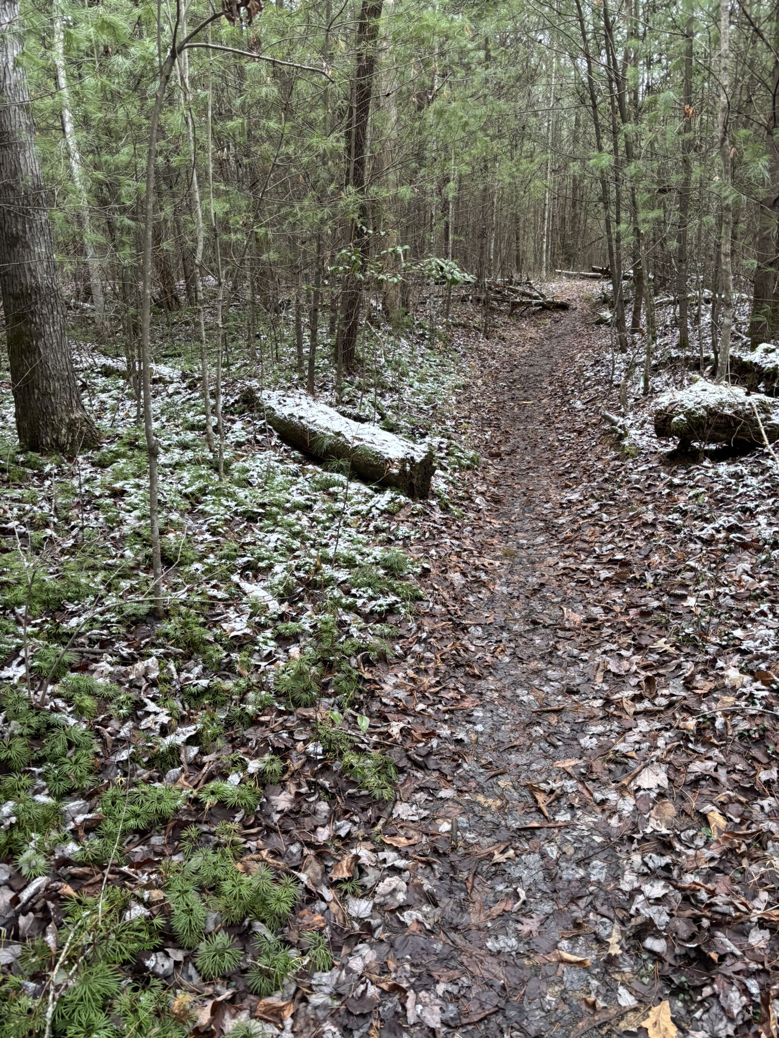 A forest path covered in leaves and light snow, with fallen logs. - Swift Camp Creek and Wildcat Trail Loop