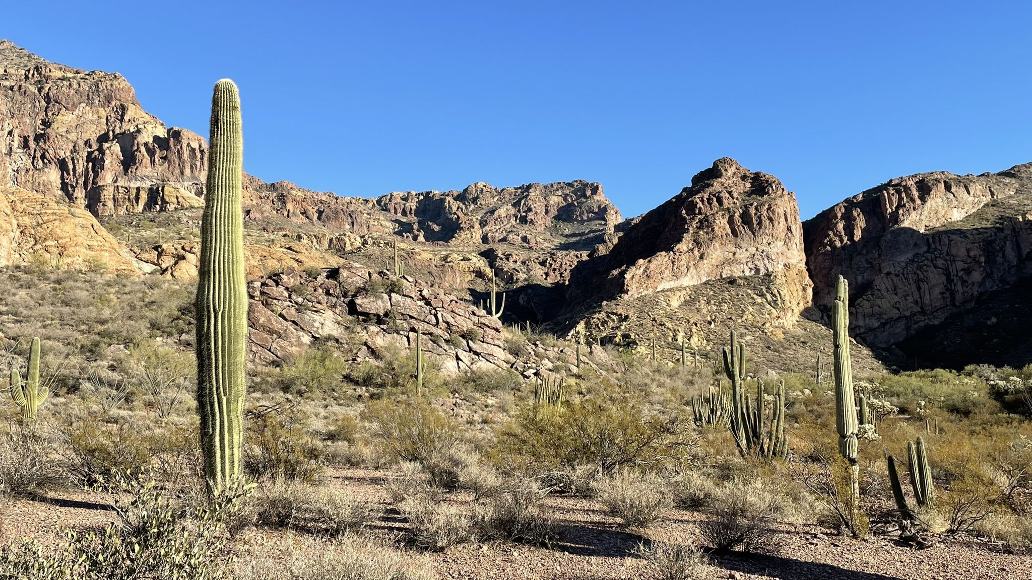 Tall saguaro cactus in a desert valley with rocky mountains under clear sky. - Estes Canyon – Estes Canyon loop from Diablo Mountains