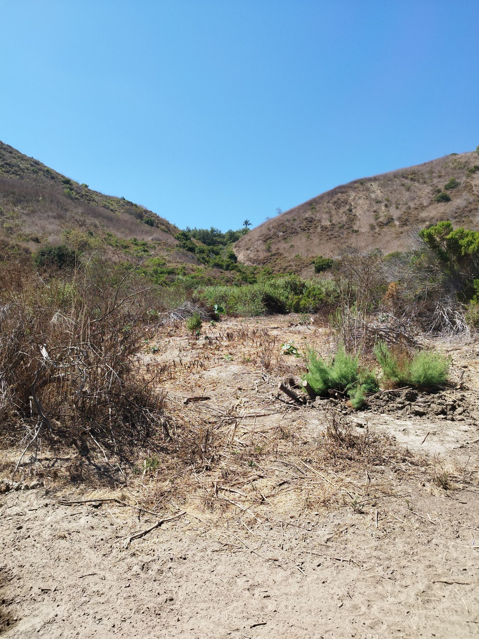 A dry, brushy valley floor between two steep hills under a clear blue sky. - Oso Rancho Capistrano Trail Loop