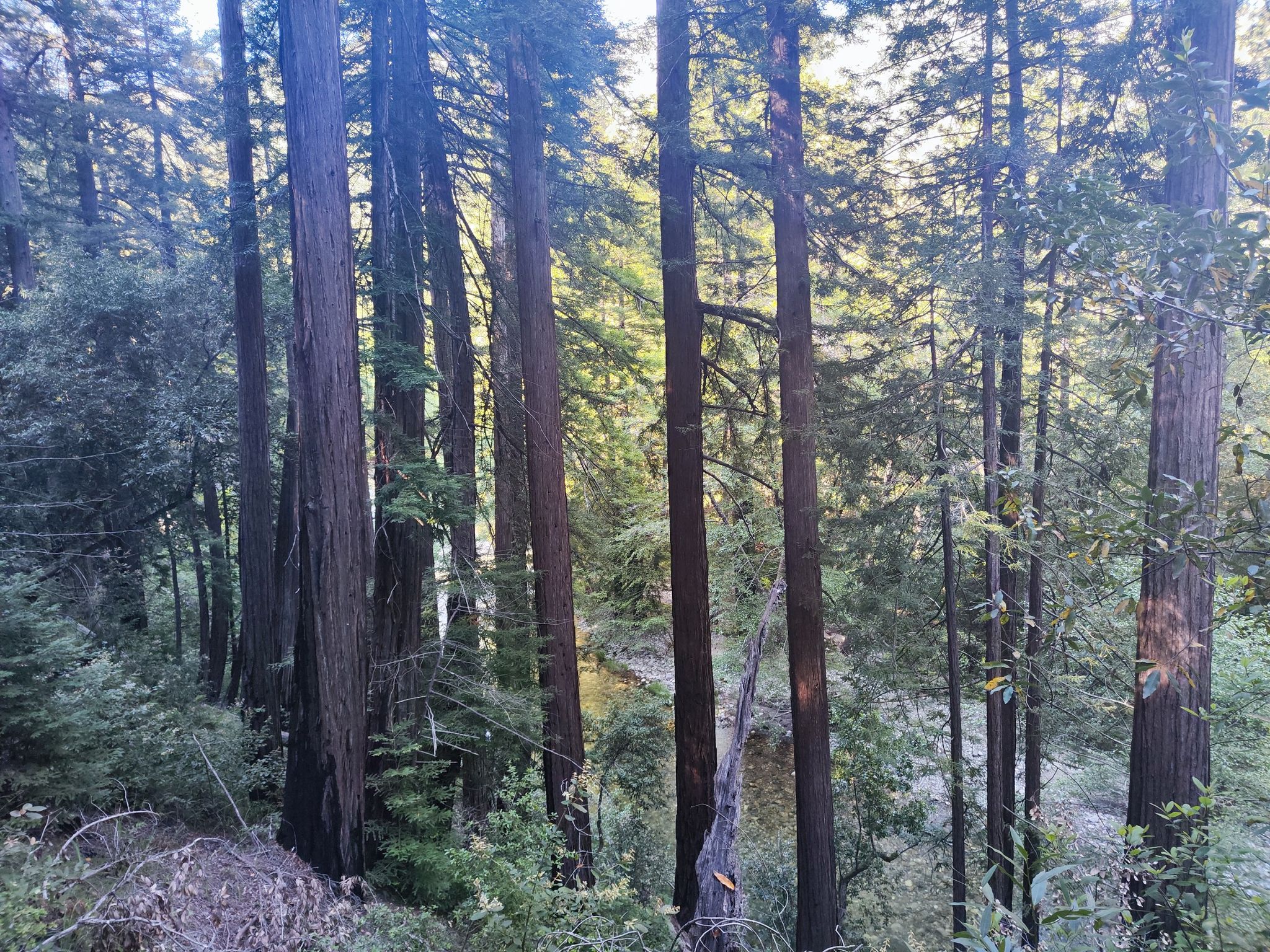 Tall redwood trees in a dense forest with a river below. - Big Sur River – Redwood Grove loop from Pfeiffer Big Sur State Park