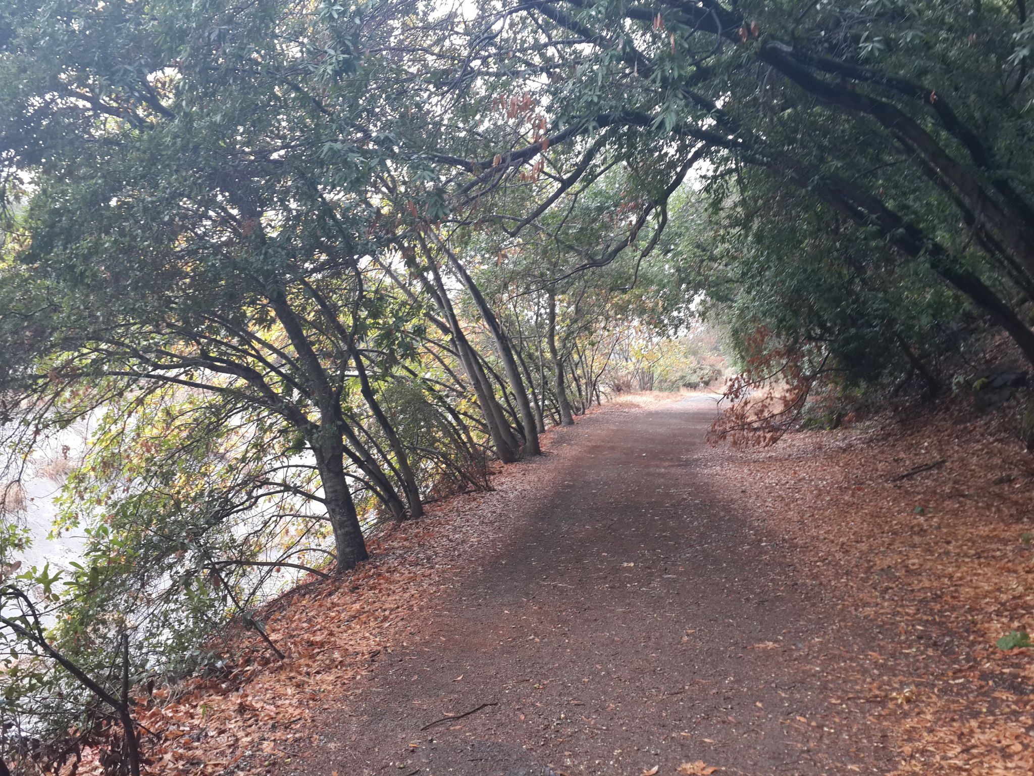 A dirt path lined with trees runs beside a calm body of water. - Forbes Mill 🍞 Los Gatos – Forbes Mill Museum loop from Los Gatos