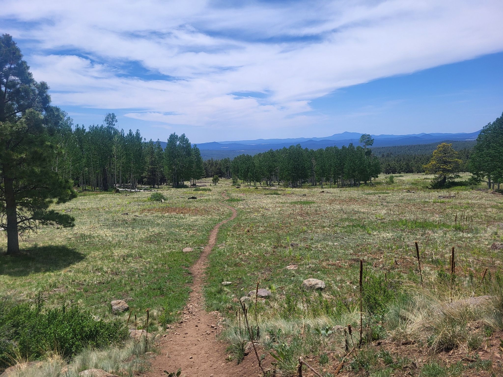Dirt path through a sunny green field with distant trees and mountains. - Arizona Trail - Hart Prairie Loop