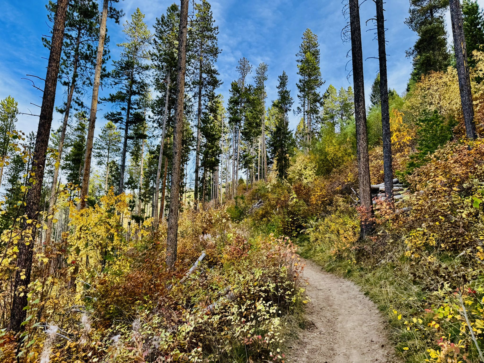 A winding dirt path through a vibrant autumn forest under a blue sky. - Triple Tree Trail – Sourdough Trail Grafs Park loop from Bobcat Stadium