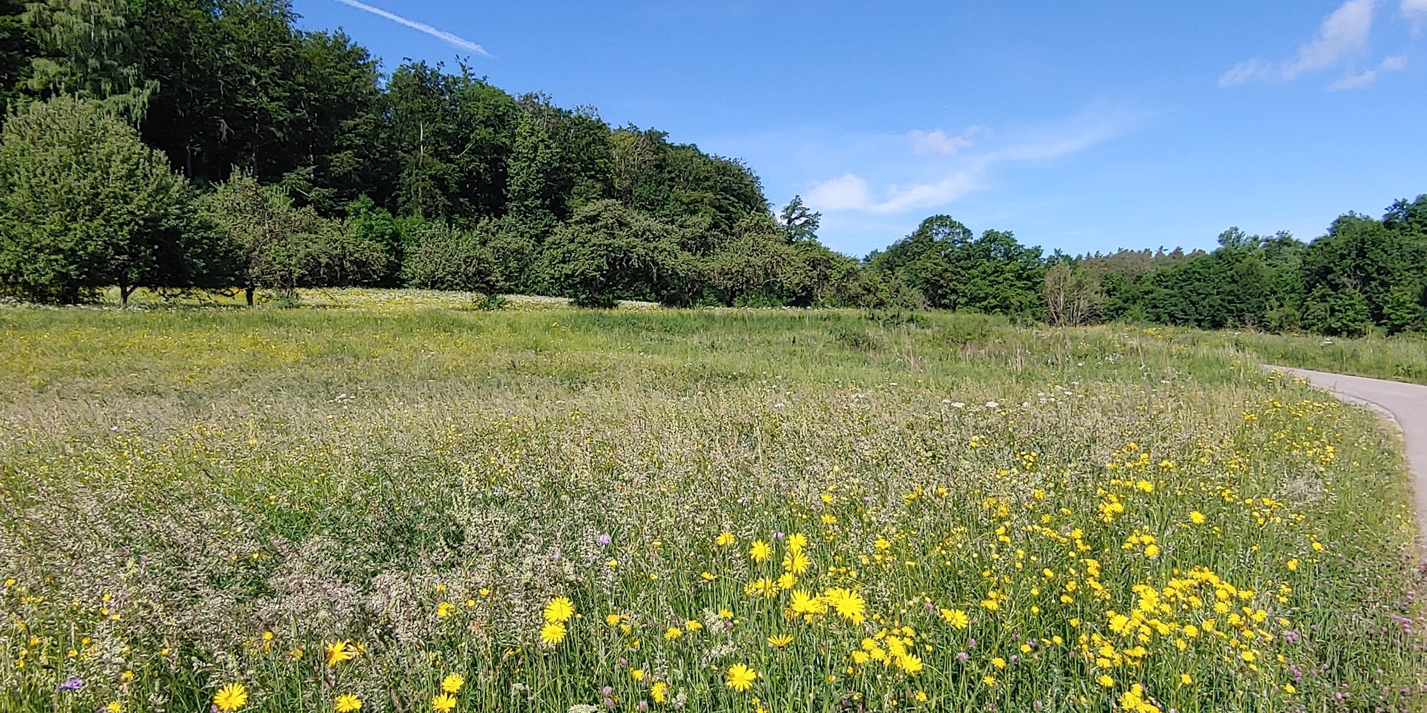 Blumenwiese bei Ostelsheim