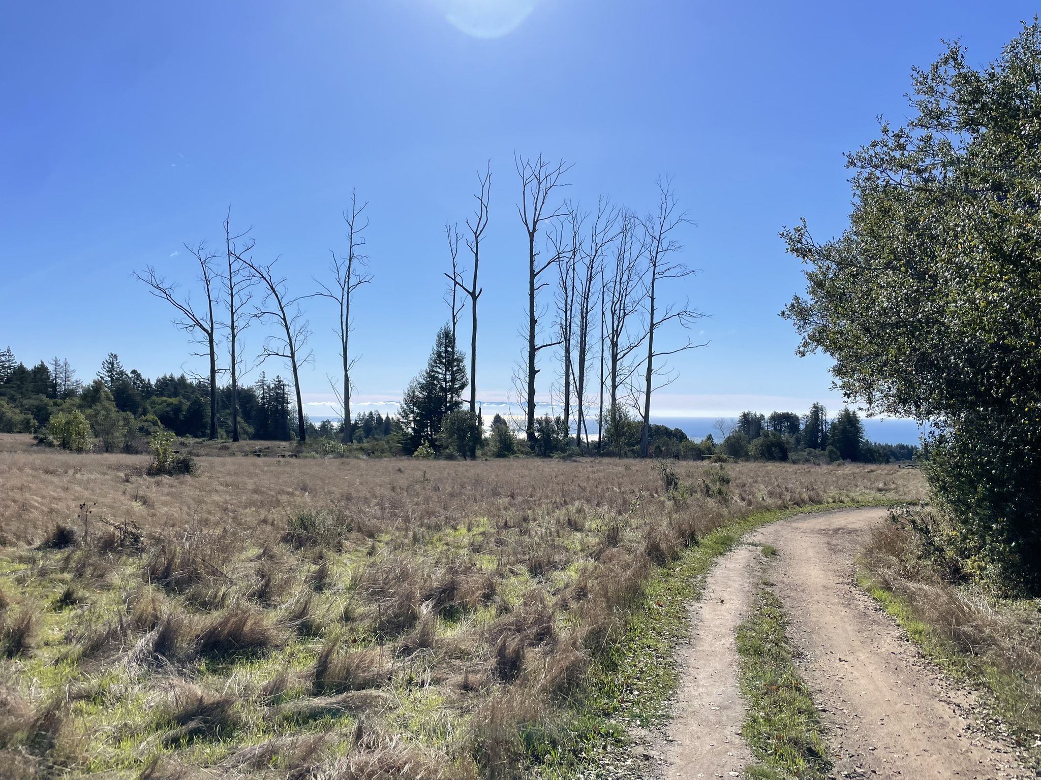 Dirt path through a dry field with bare trees and distant ocean. Sunny. - Chuck Beebe Scenic Bench – Seep Zone Nature Reserve loop from Santa Cruz