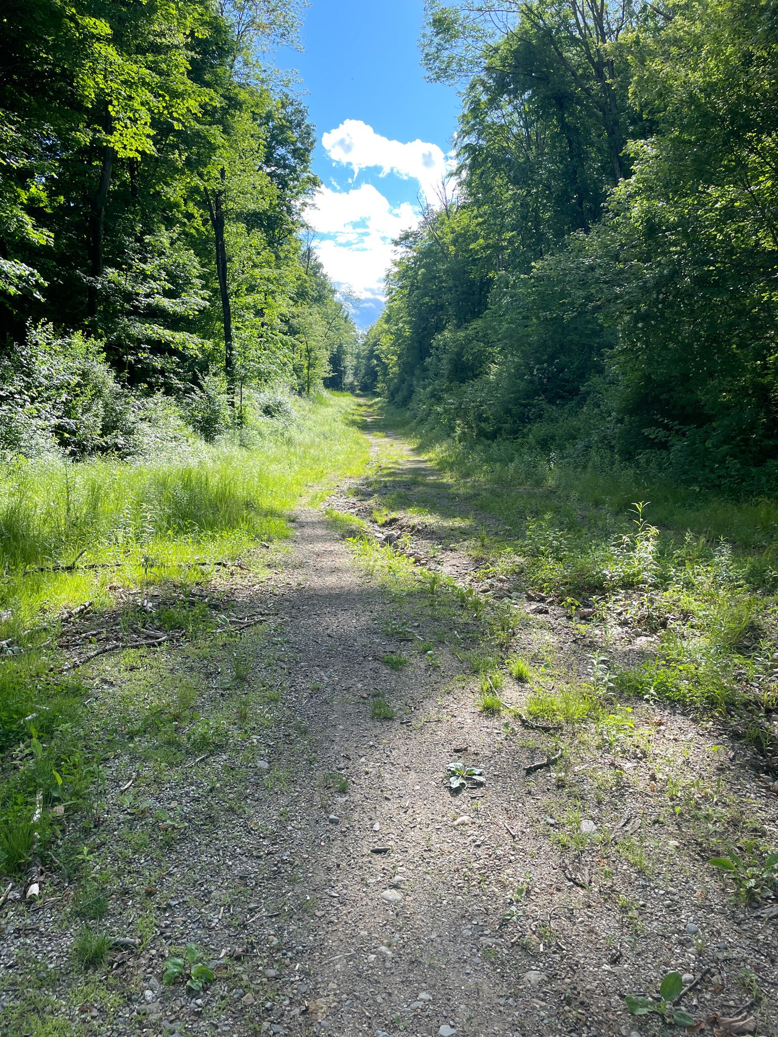 Sunny gravel path through a lush green forest, with blue sky. - Quaddick Reservoir – Old Daniels Dam loop from Quaddick State Forest