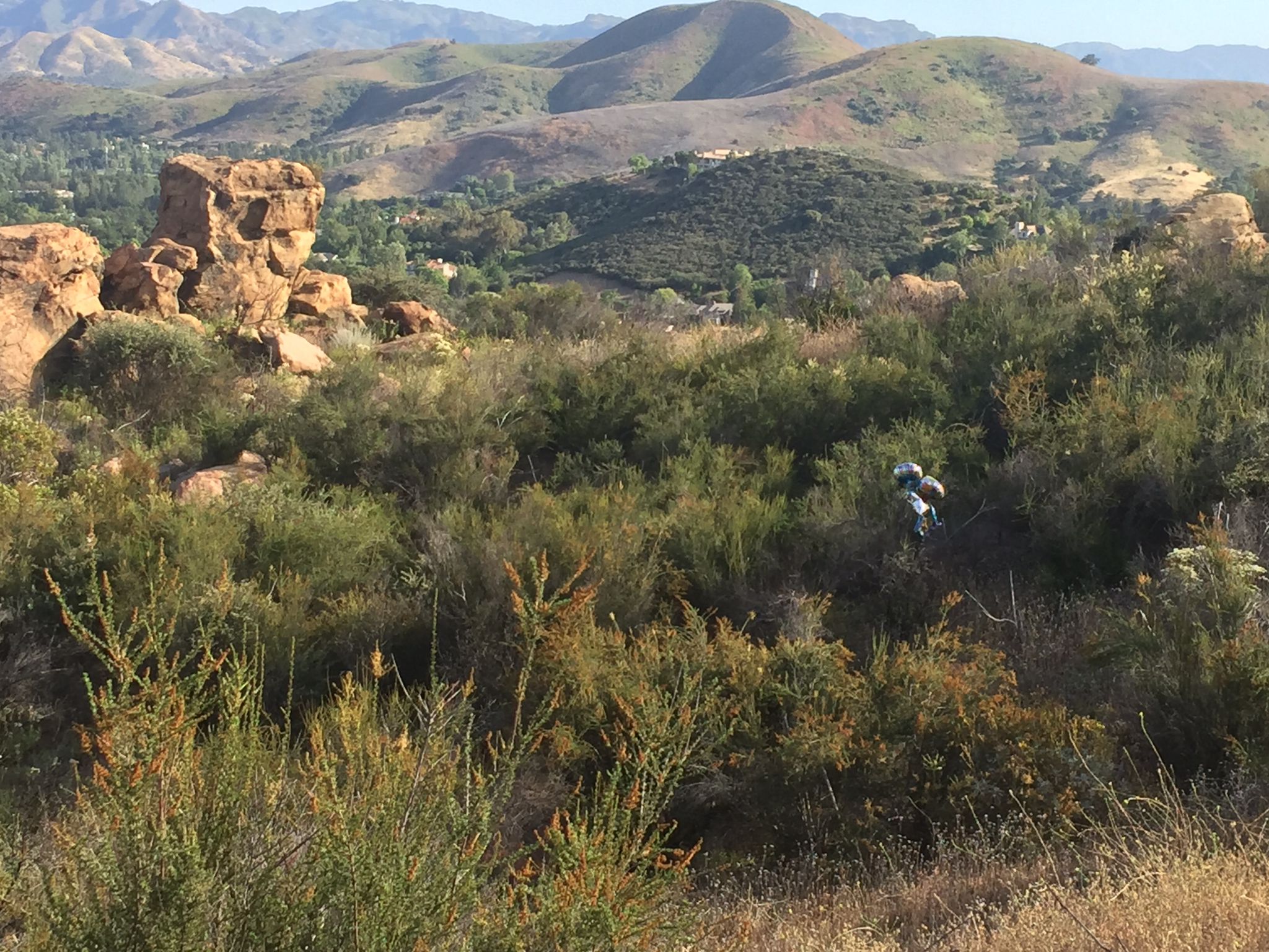Hiker walking through dense green brush on a sunny day with rocky hills. - Simi Peak and China Flat Loop