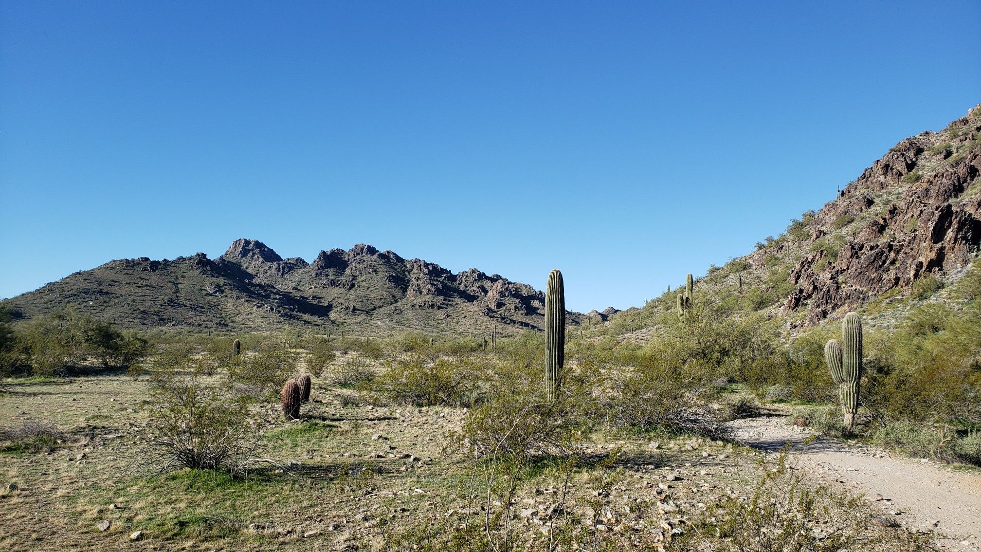 Desert landscape with saguaro cacti, rocky mountains, and a clear blue sky. - Charles M. Christiansen Trail 100