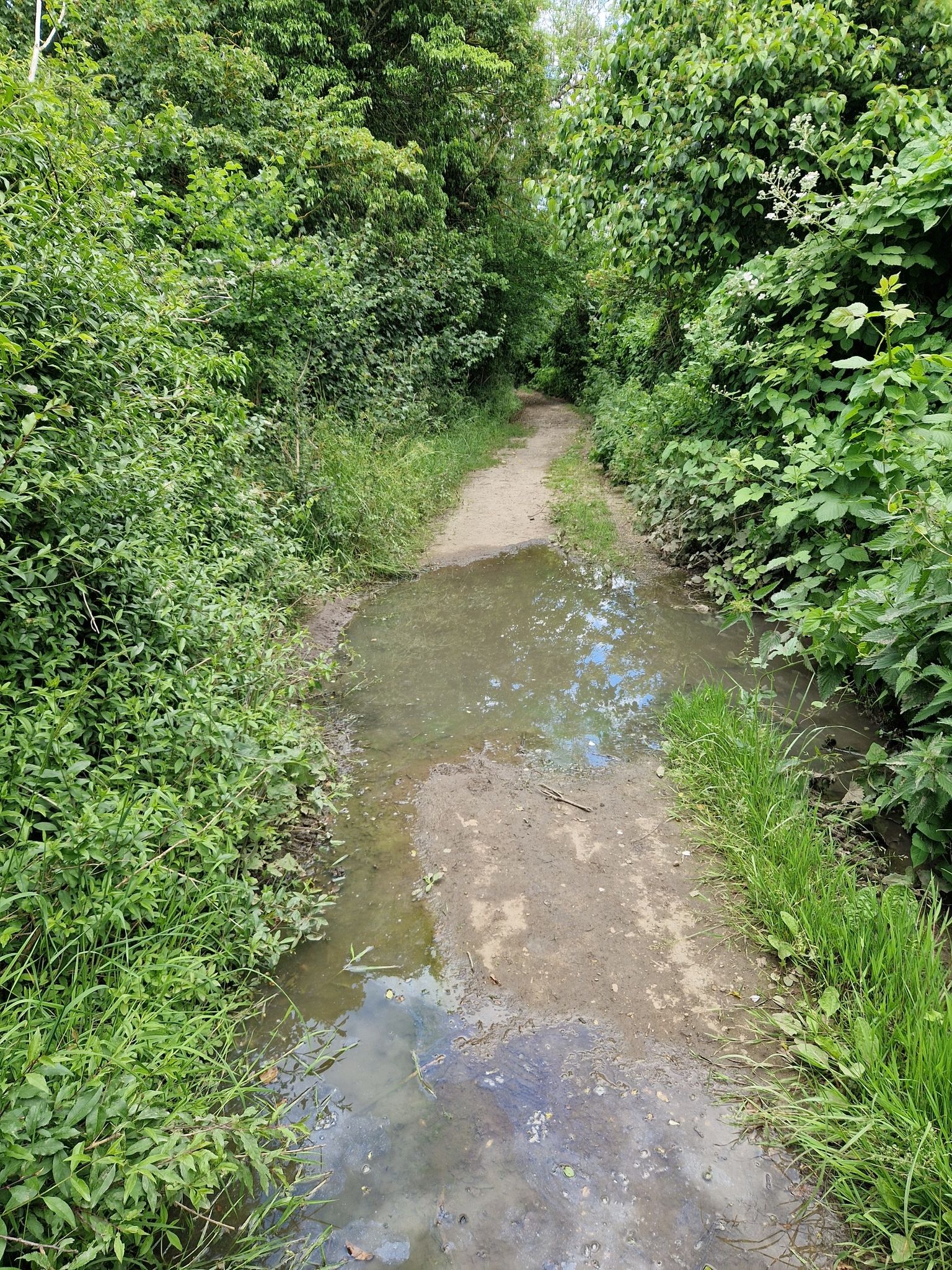 Some stagnant water on the path