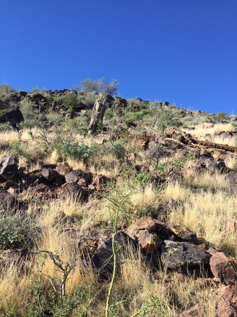 Rocky hillside with dry grass and sparse desert plants under a clear blue sky. - Deem Hills loop via Ridgeline & Circumference Trail