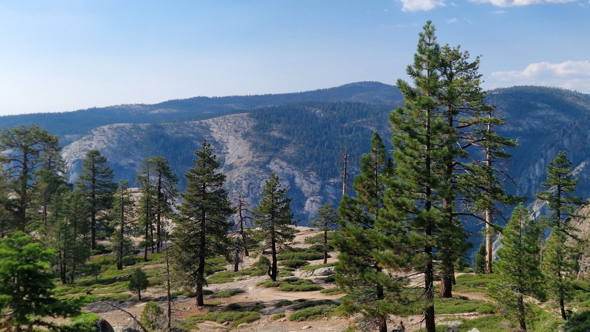 Pine trees on a ridge with distant mountains under a clear blue sky. - Sentinel Dome, Sentinel Creek and Taft Point from Glacier Point Trailhead