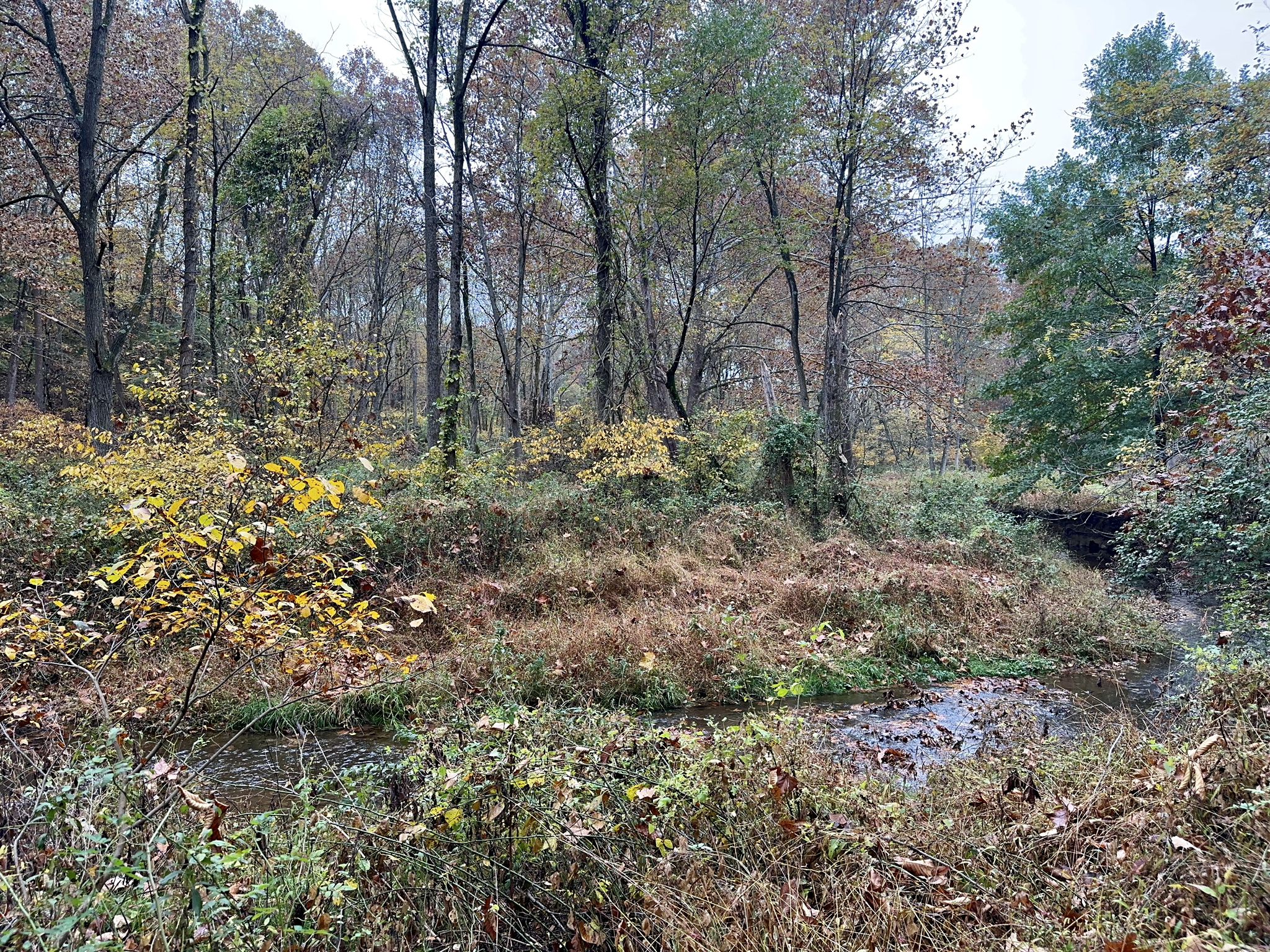 A small stream winds through a dense forest with autumn foliage. - Union Mills Trail