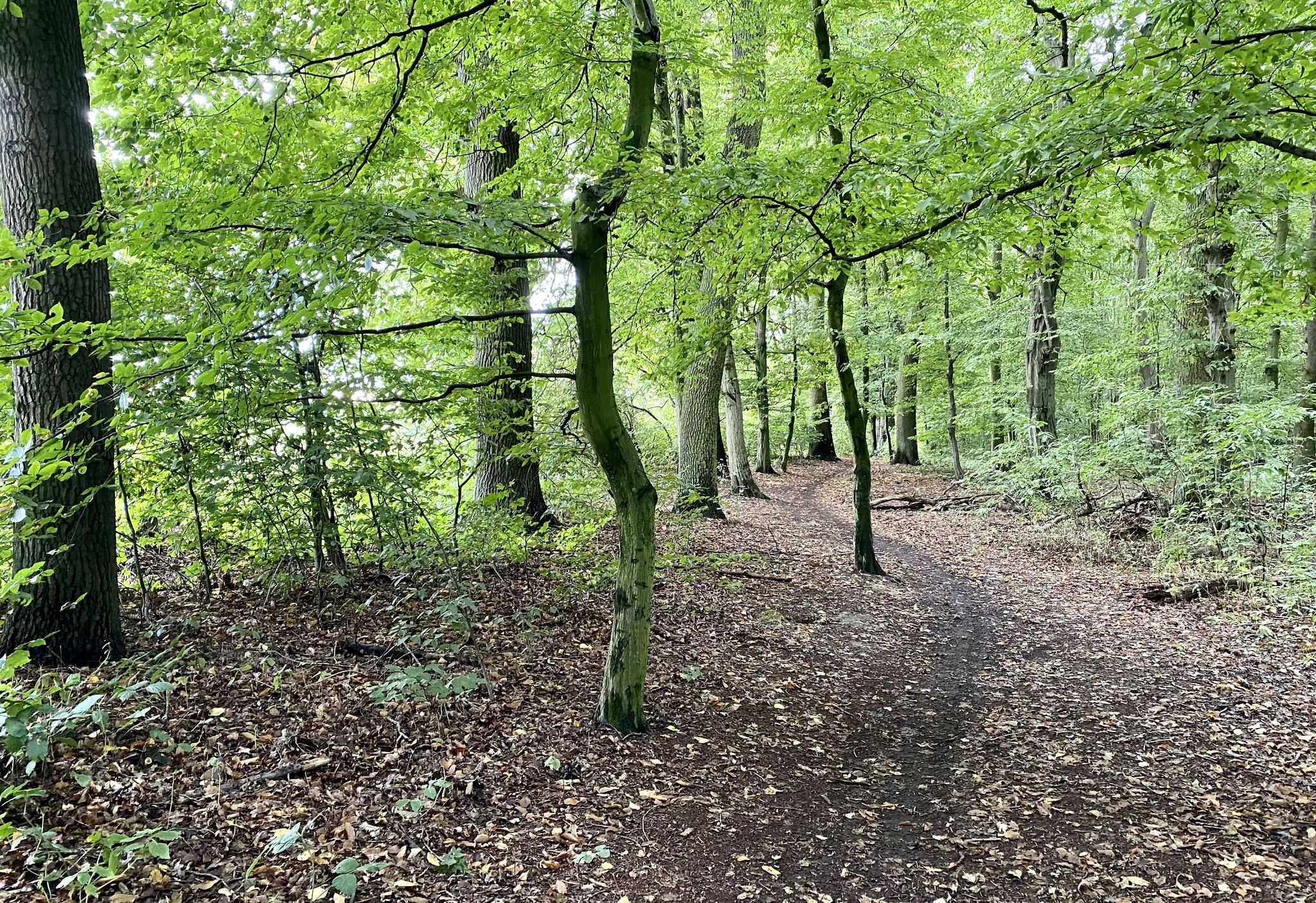 Kurvig Wege im Geitelder Holz (1)