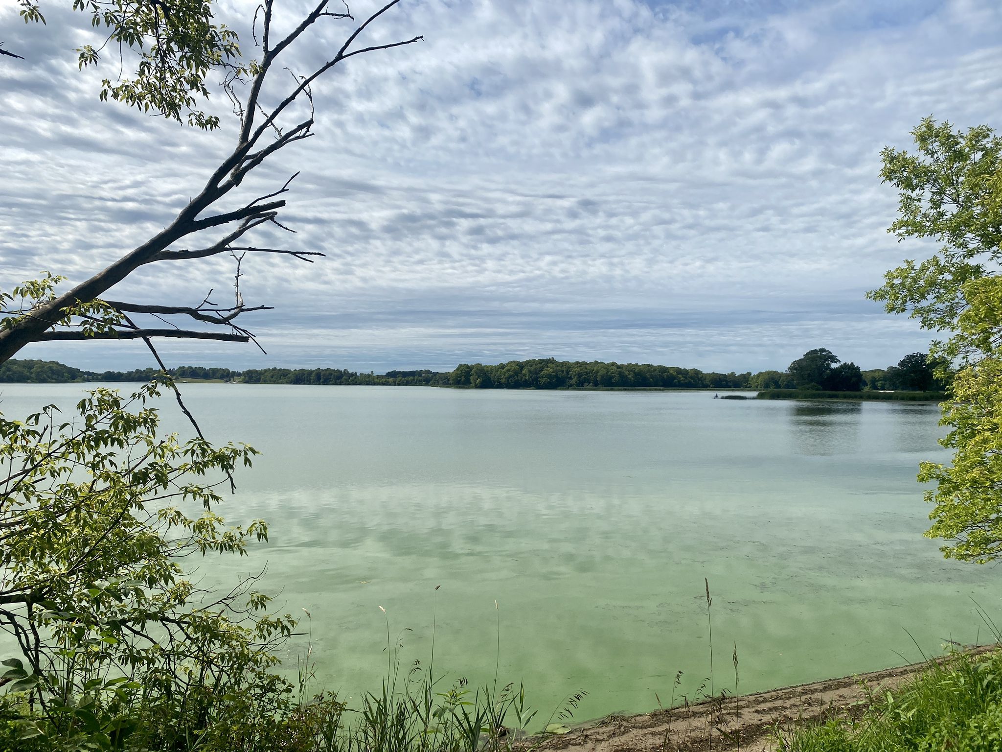 Green-tinted lake under a cloudy sky, framed by tree branches. - Dakota Rail Regional Trail – Hardin Park loop from Medicine Lake
