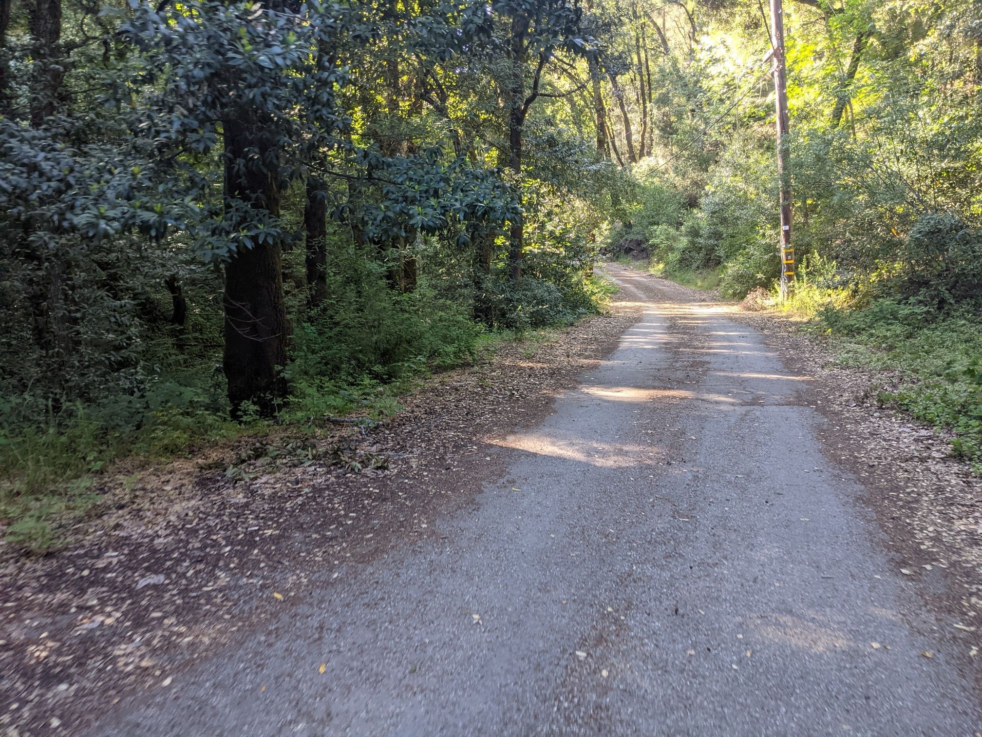 A paved road winds through a dense, shady forest with dappled sunlight. - Grizzly Flat Trail to Canyon Trail