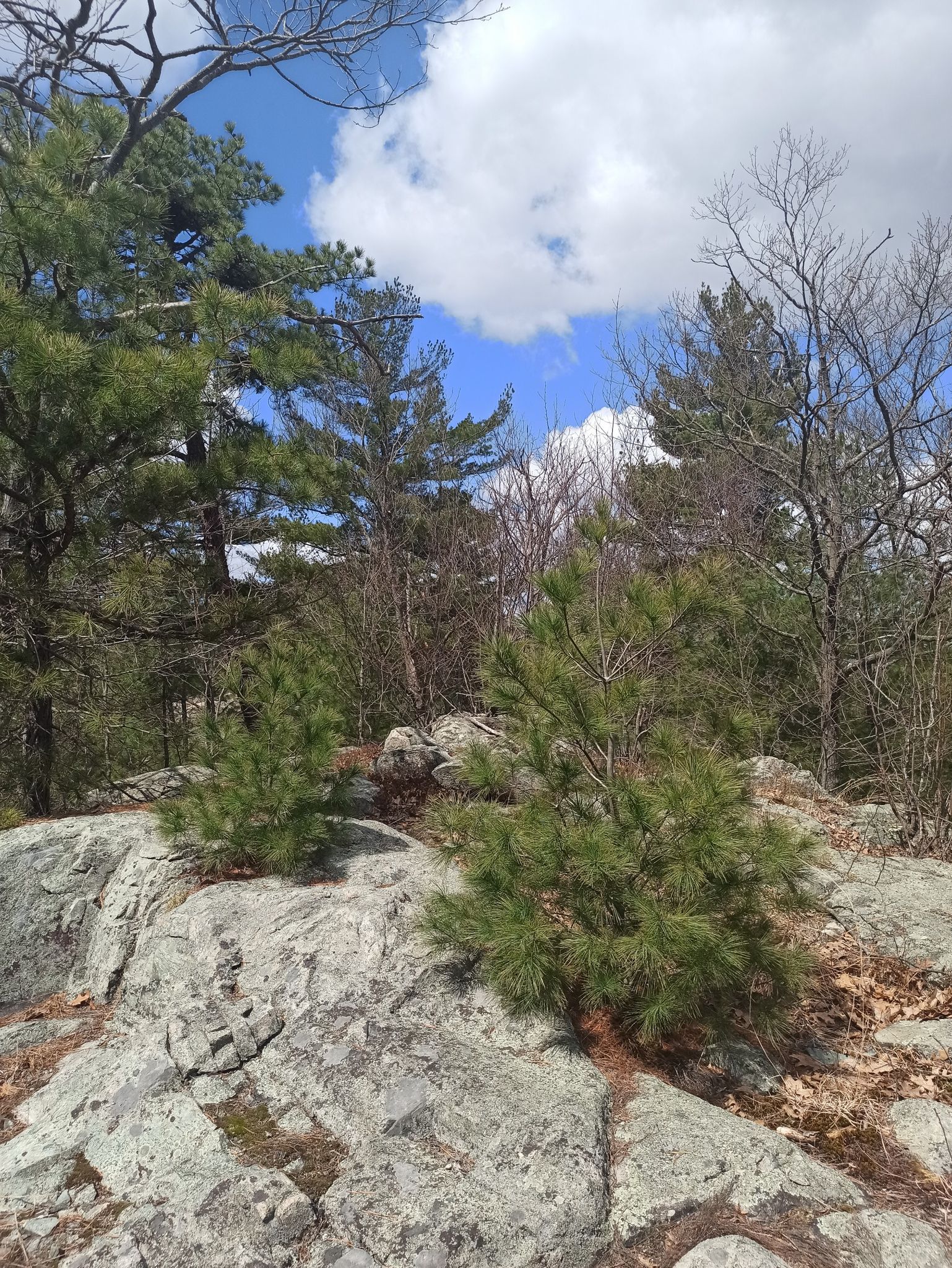Rocky terrain with small pine trees and bare branches under a bright blue sky. - Spot Pond – Shilly Shally Brook Waterfall loop from Melrose