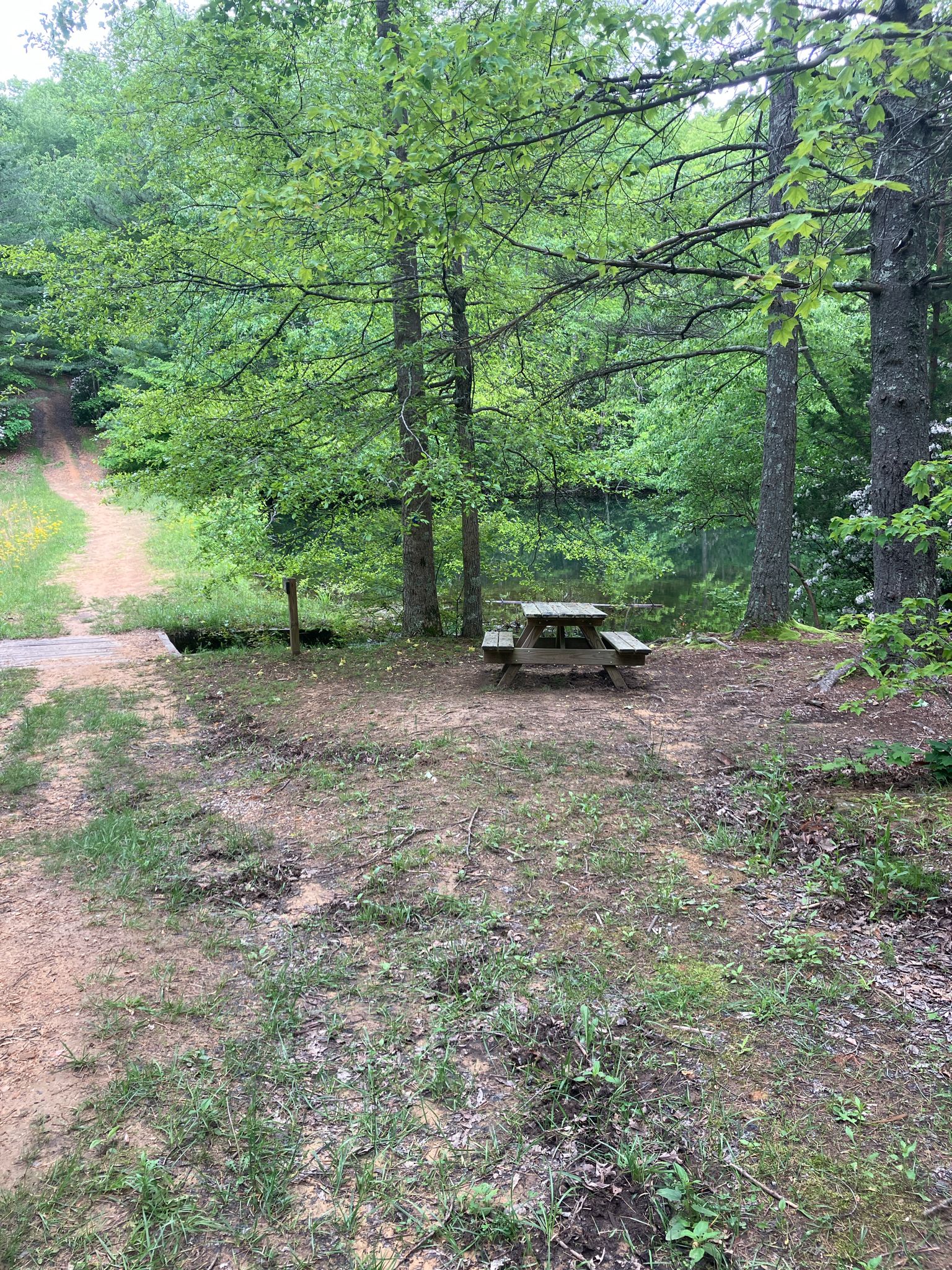 A wooden picnic table beside a dirt path in a green forest. - Bushy Lake – Audubon Lake loop from Sewanee