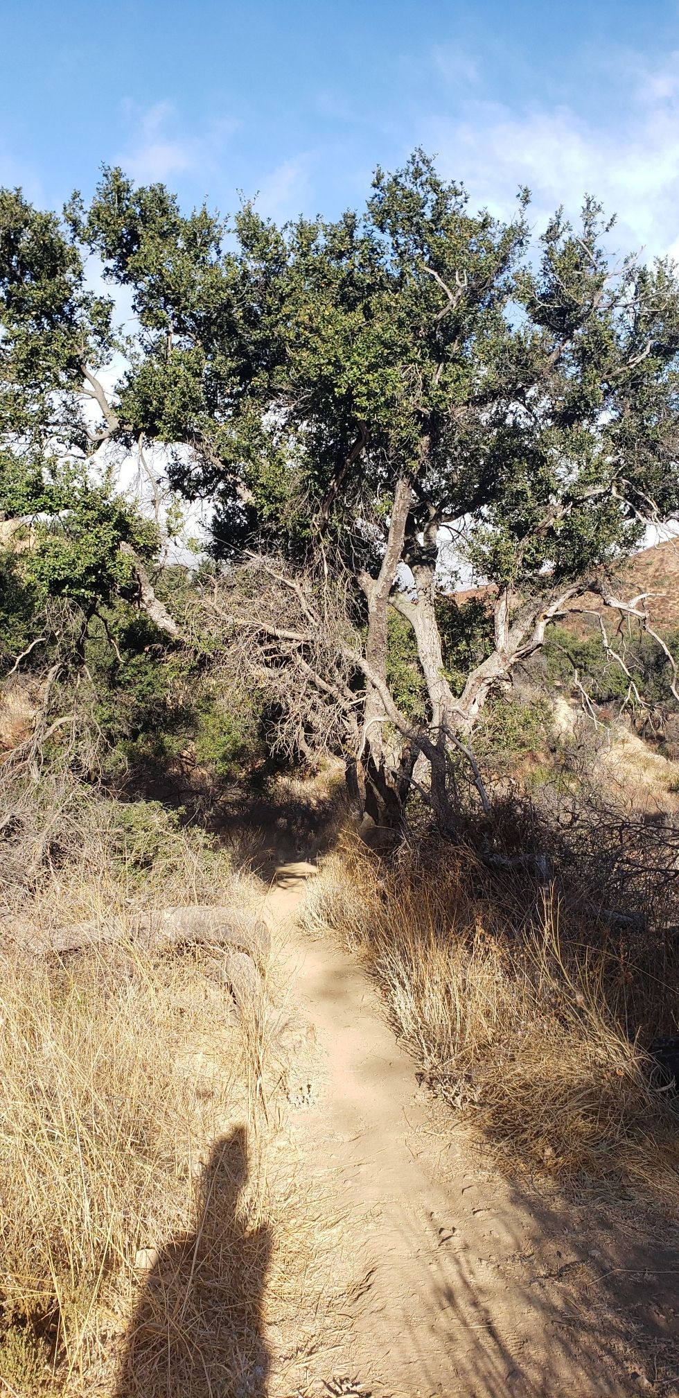 A dirt path passes under a large, gnarled tree, casting shadows. - China Flat and Simi Peak Trail