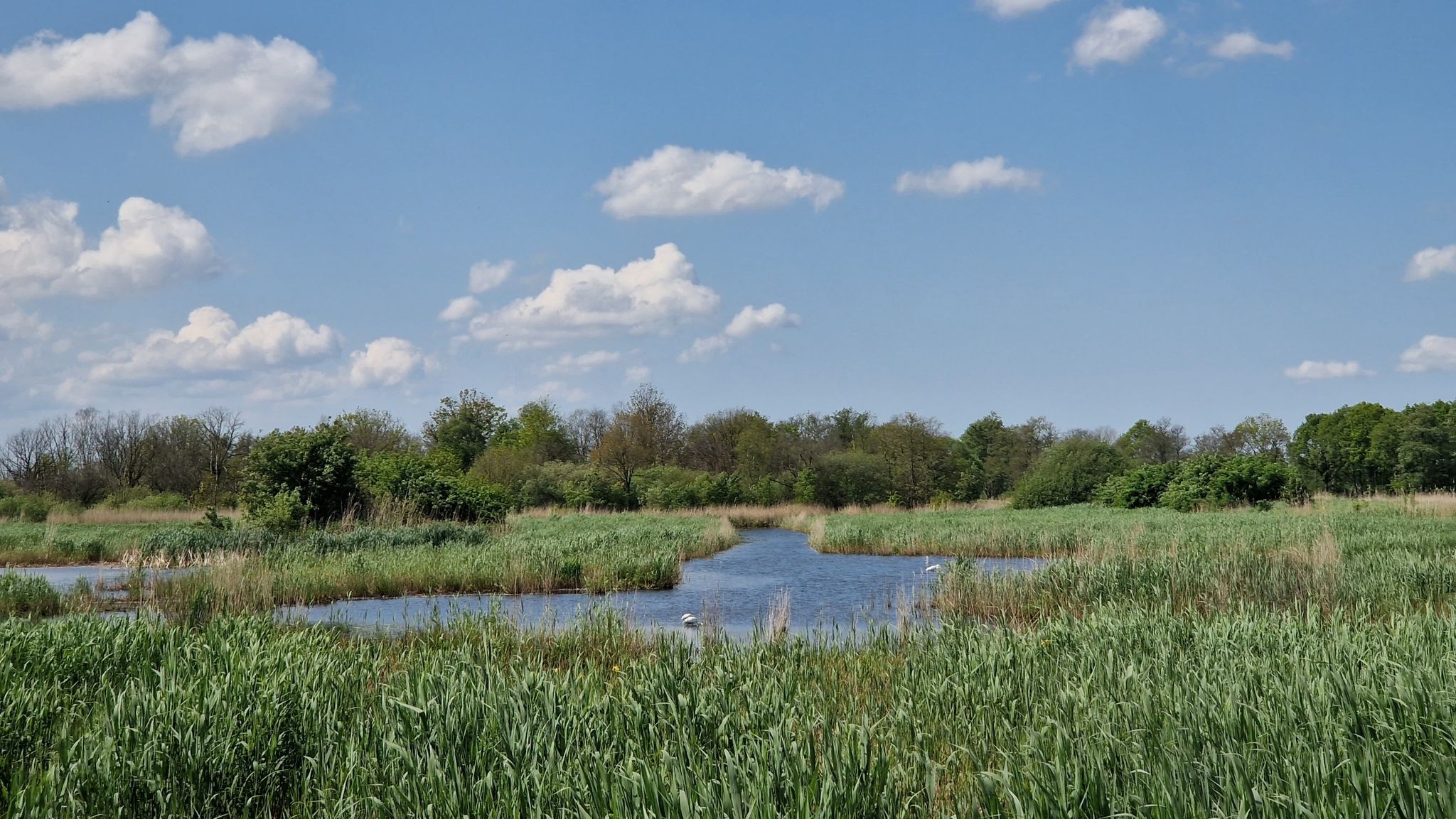 Lepelaar