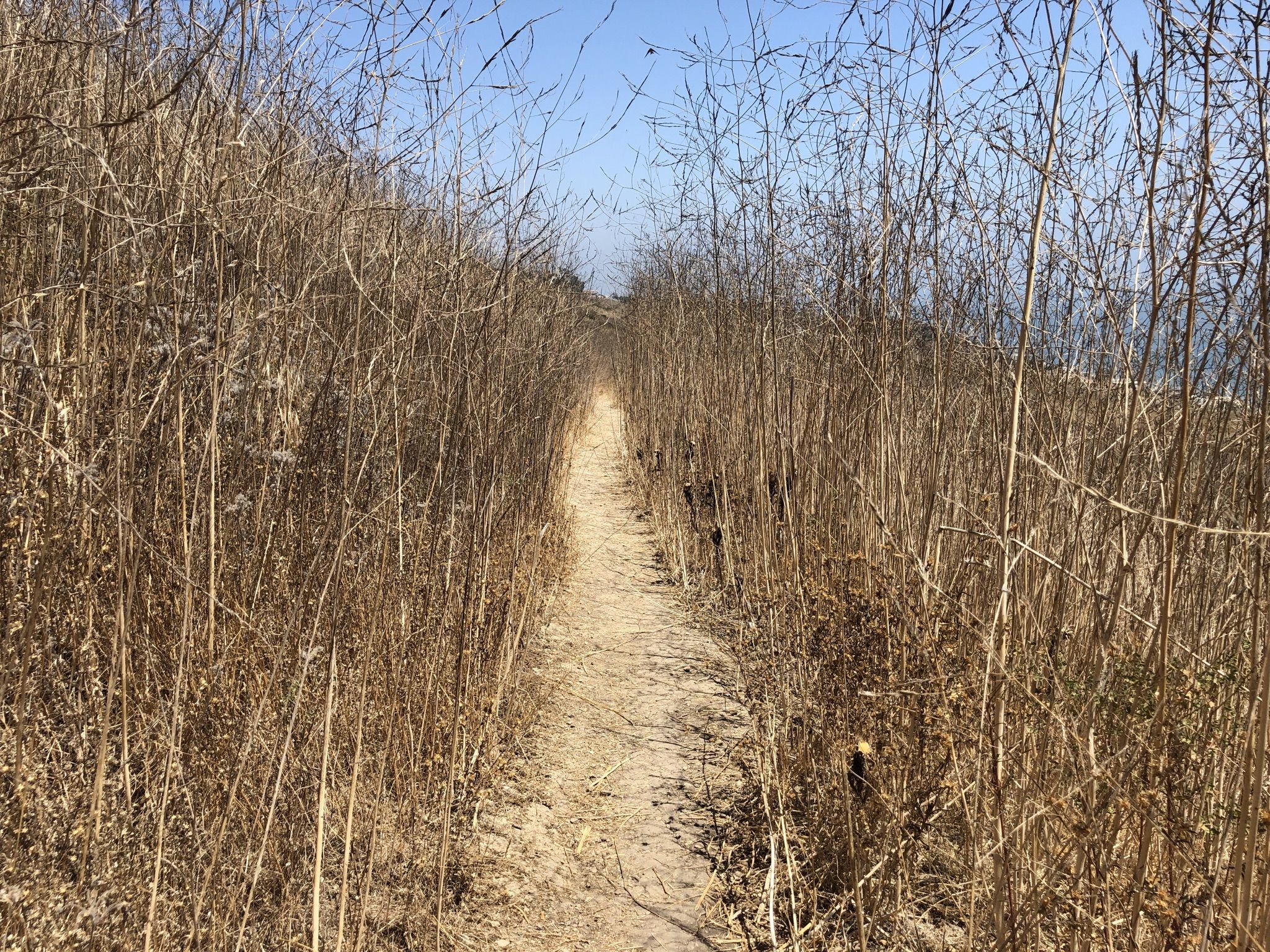 A sunlit dirt path winding through dense, dry brown reeds under a blue sky. - Corral Canyon Loop Trail