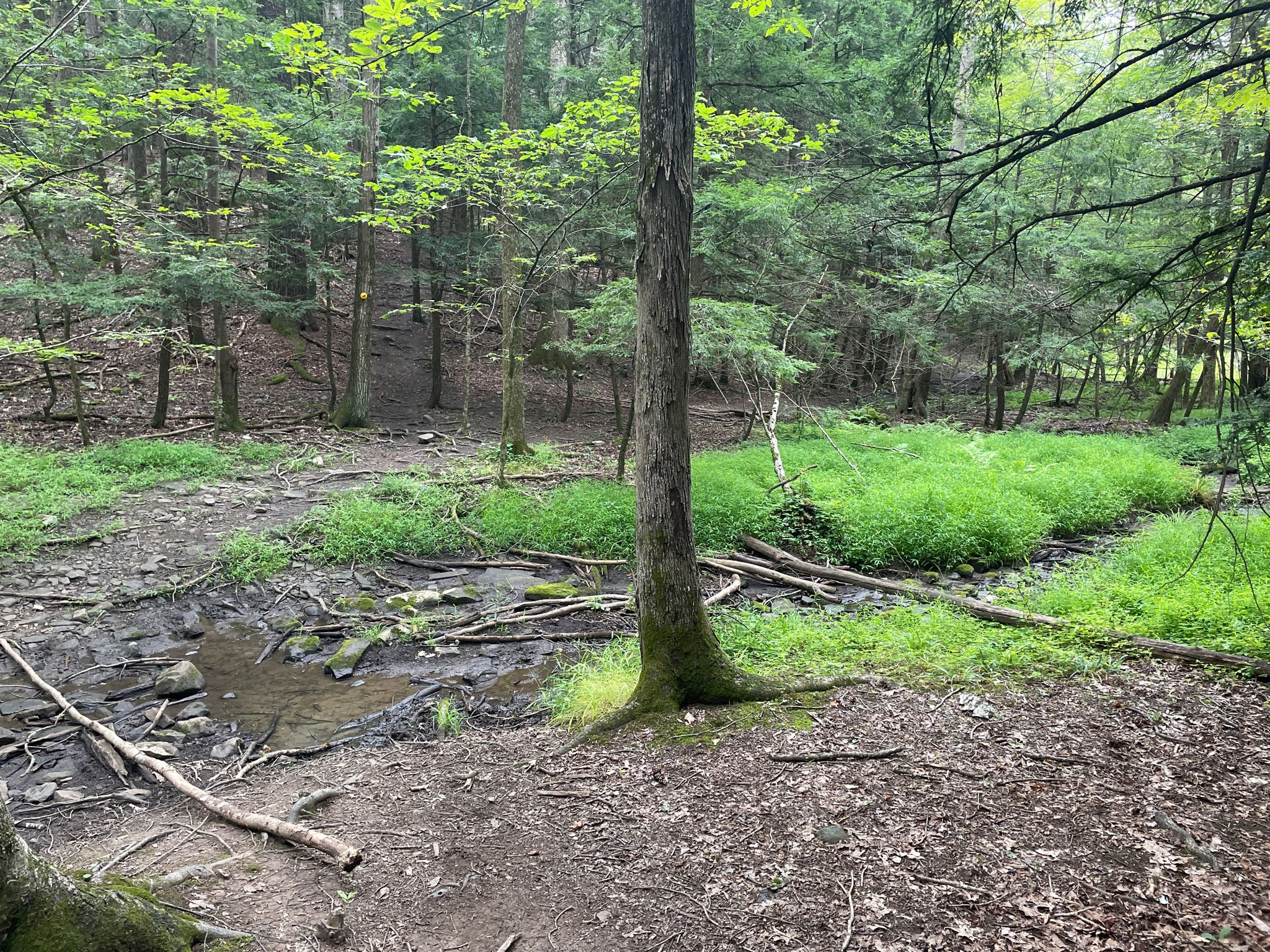 Dense forest floor with a small stream, lush green undergrowth, and tall trees. - Onteora Lake Loop Trail