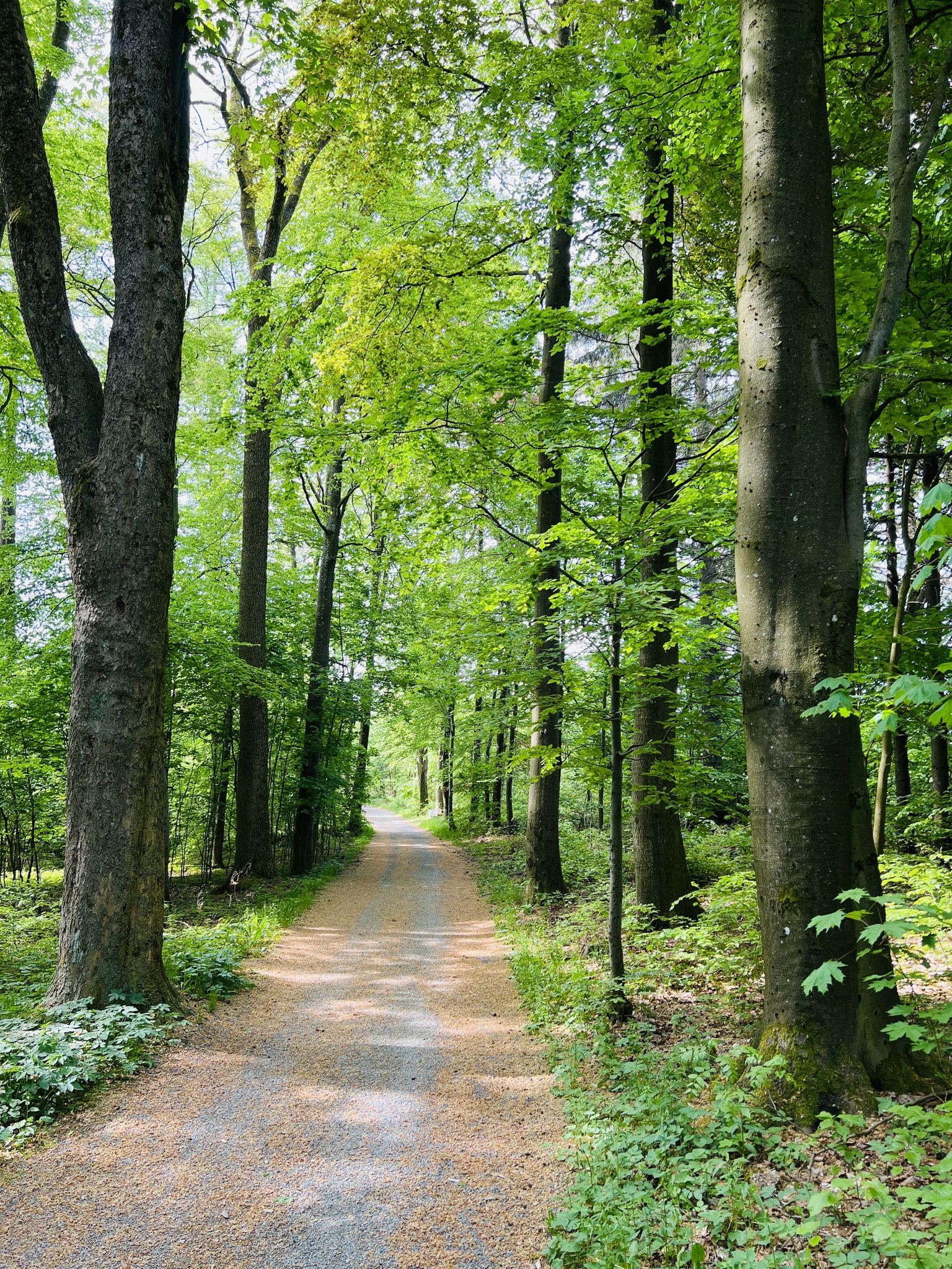 Von der Schönen Aussicht geht es nun Richtung Kurpark