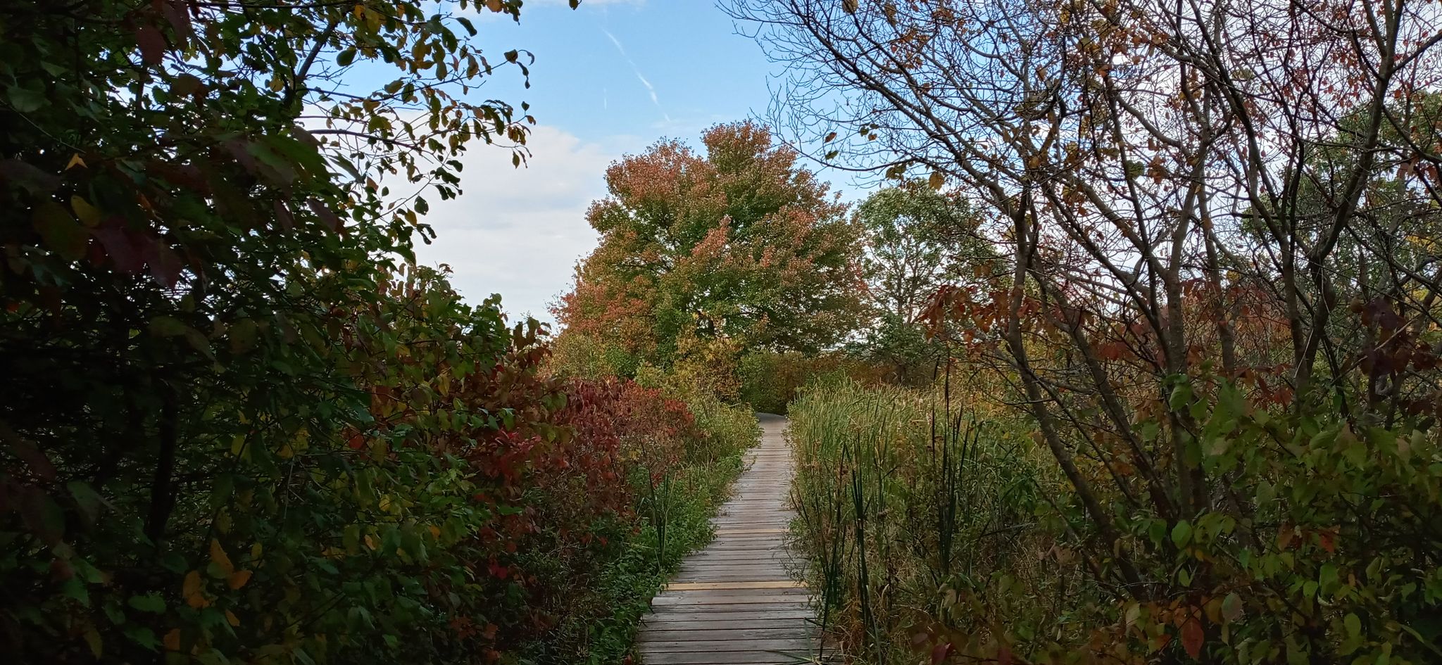 Wooden boardwalk winding through vibrant autumn trees and bushes. - Blue Heron Trail