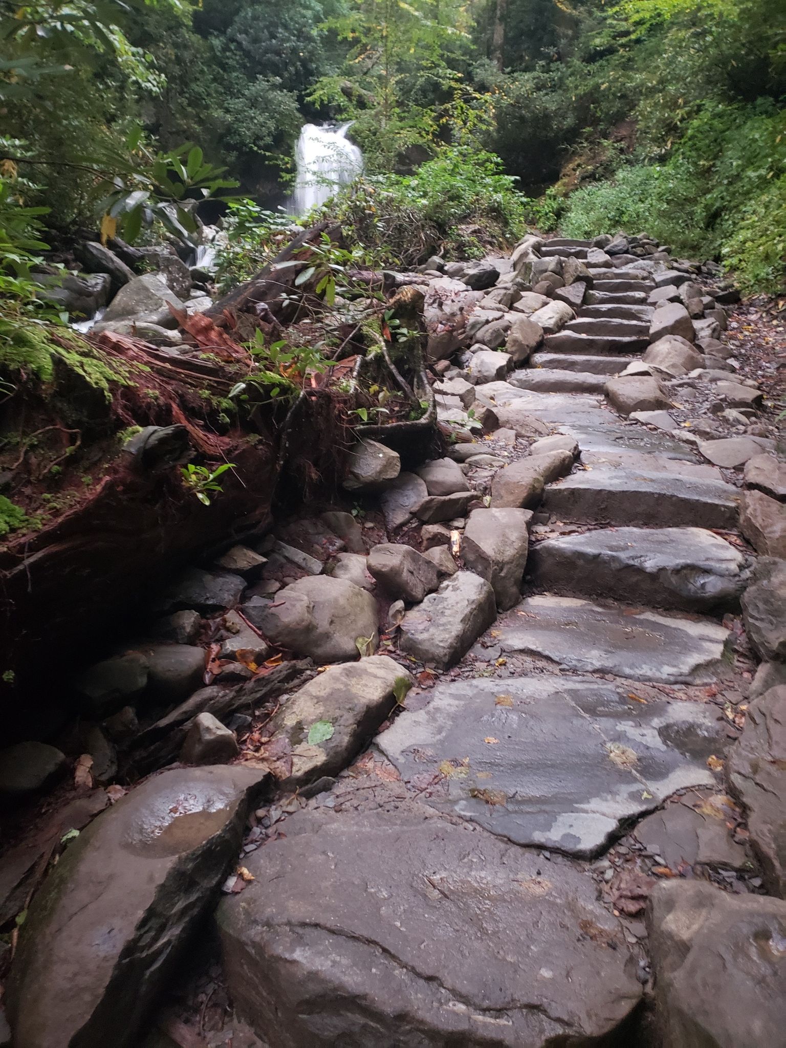 Stone steps ascending towards a waterfall in a lush, green forest. - Grotto Falls via Trillium Gap Trail