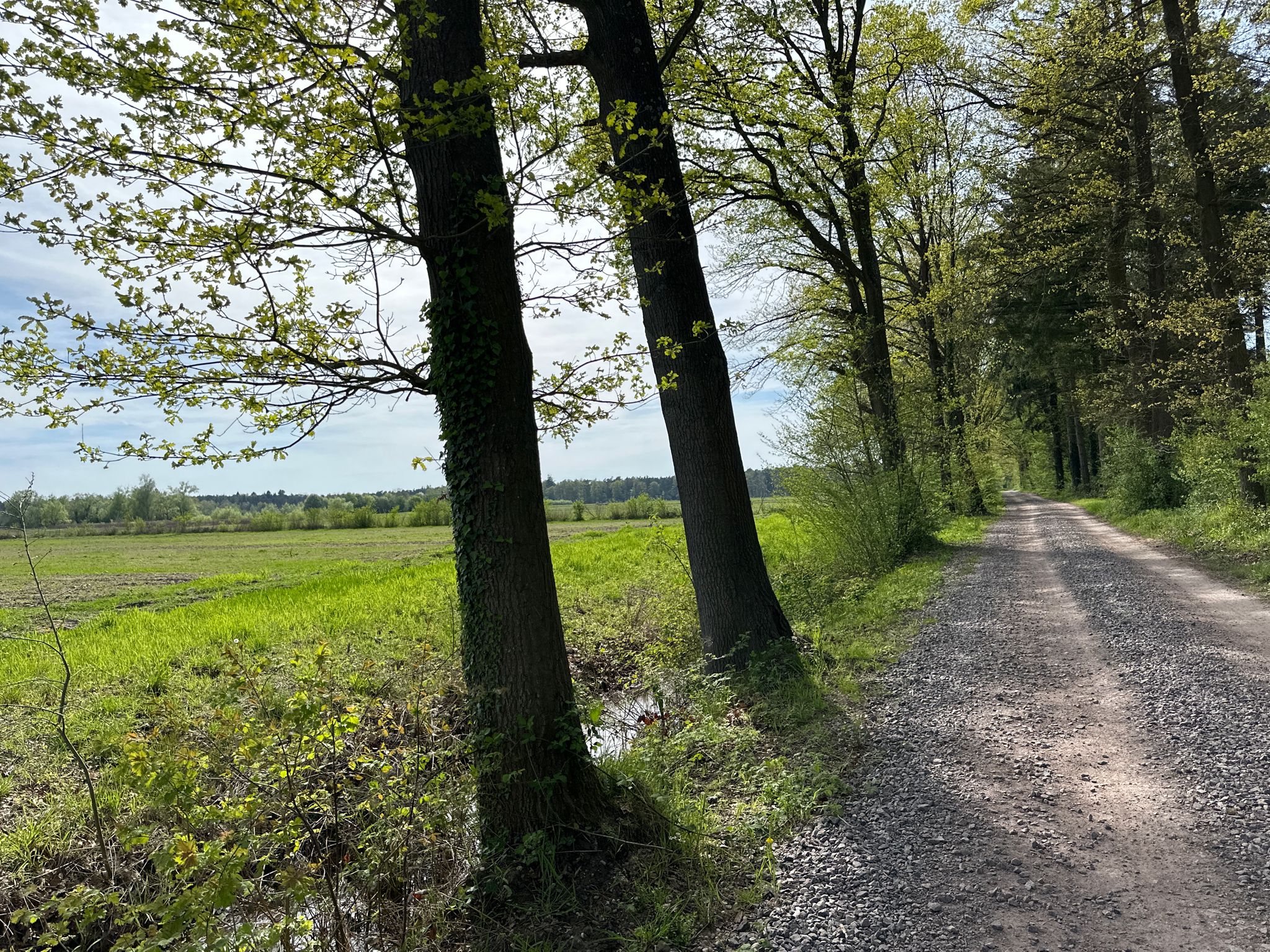 schöne Allee