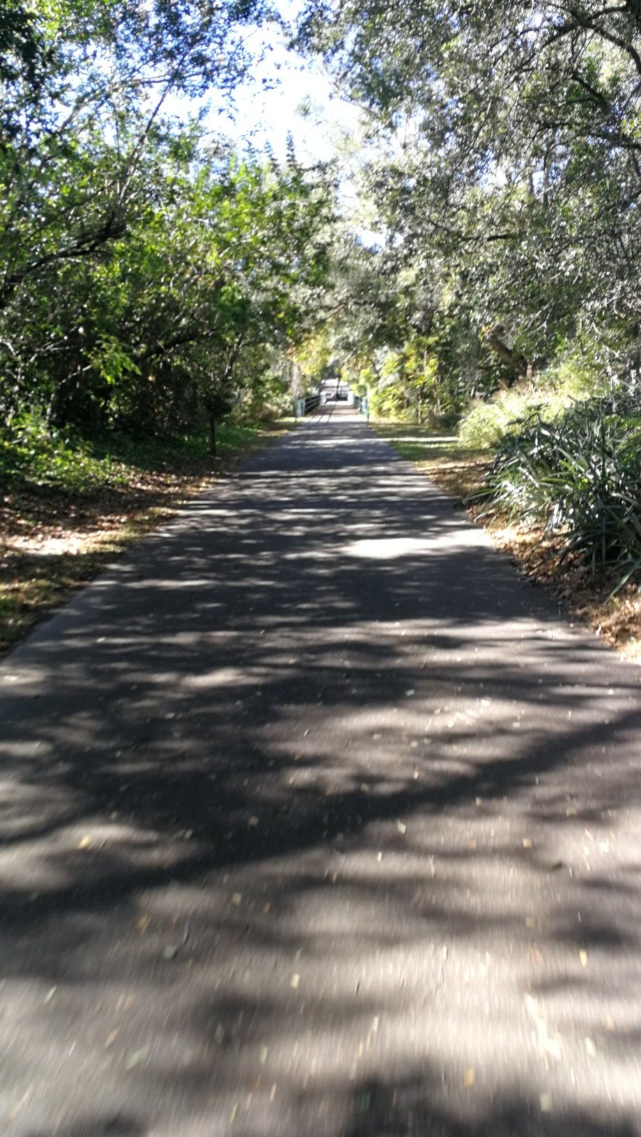 A shaded paved path extends through a tunnel of green trees on a sunny day. - Seminole Wekiva Trail – Paint the Trail Artwork [Just past mile marker 7.25 EB] loop from Winter Garden