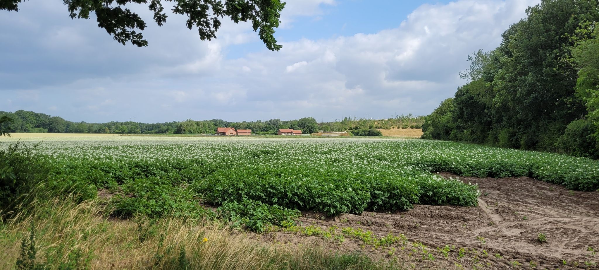 Kartoffelfeld