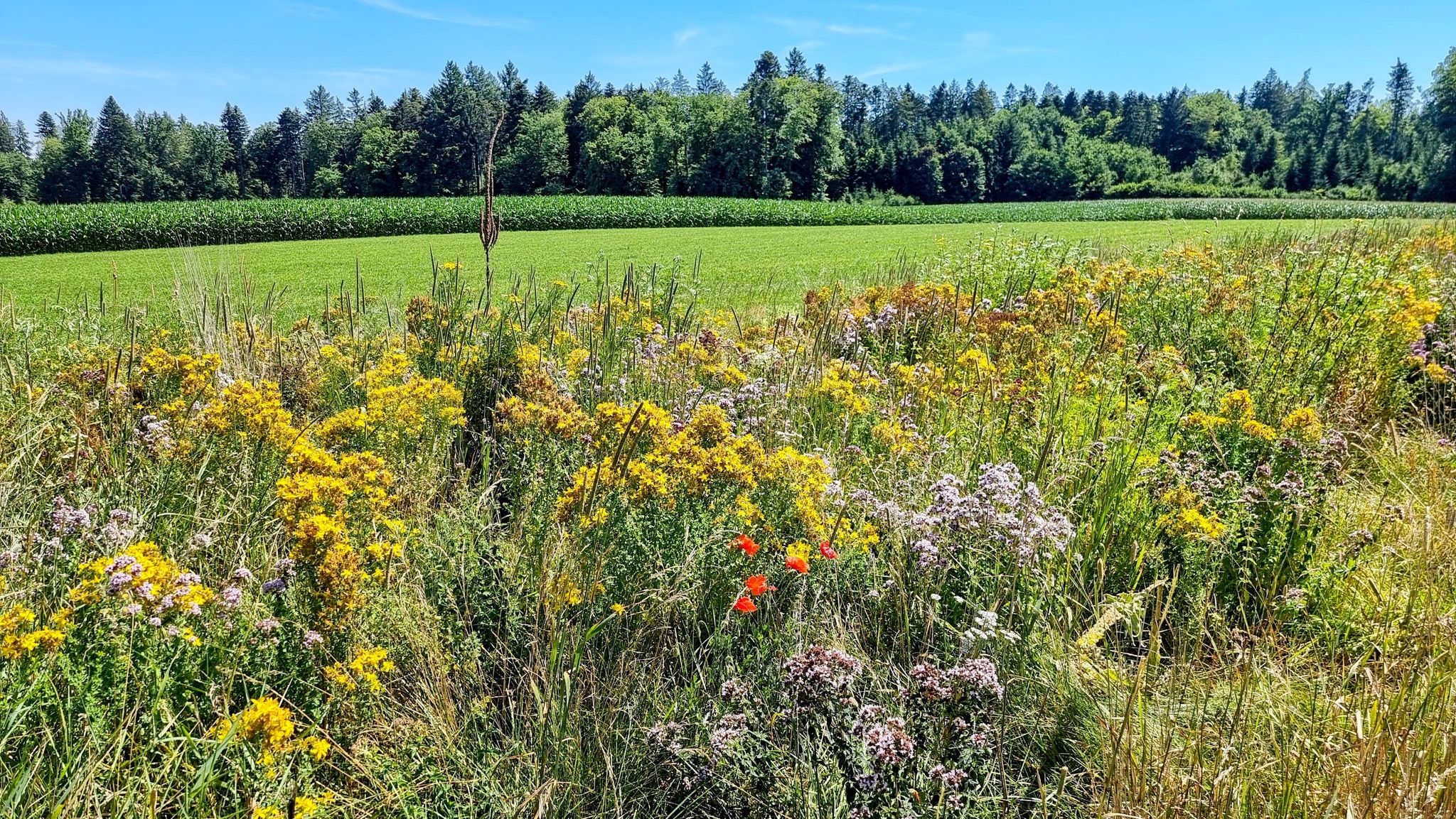 Bunt einladendes Ferienresort für Insekten.