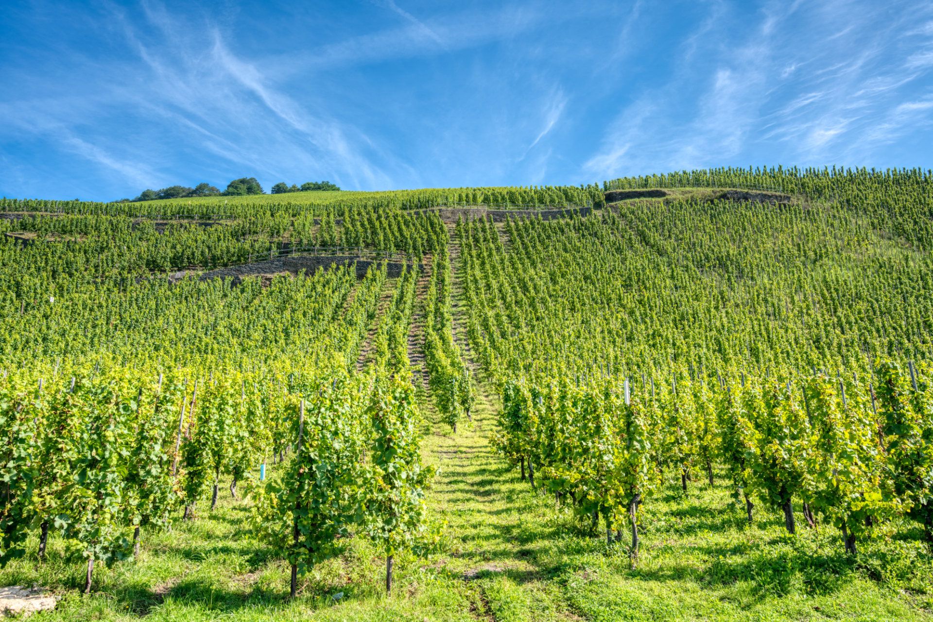 Weinberge bei Wehlen